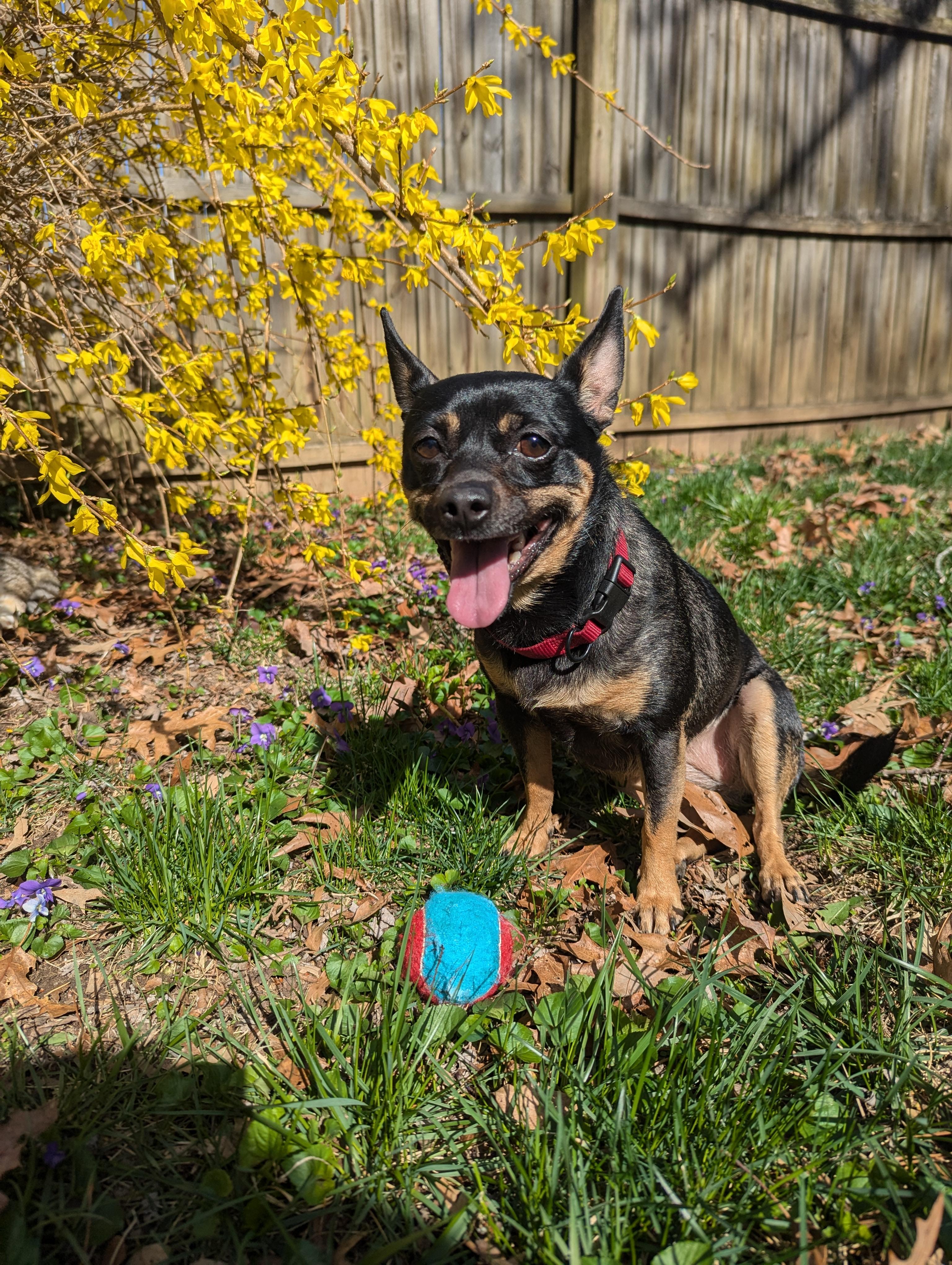 Pepper , ADOPTABLE, Adult Female Chihuahua.