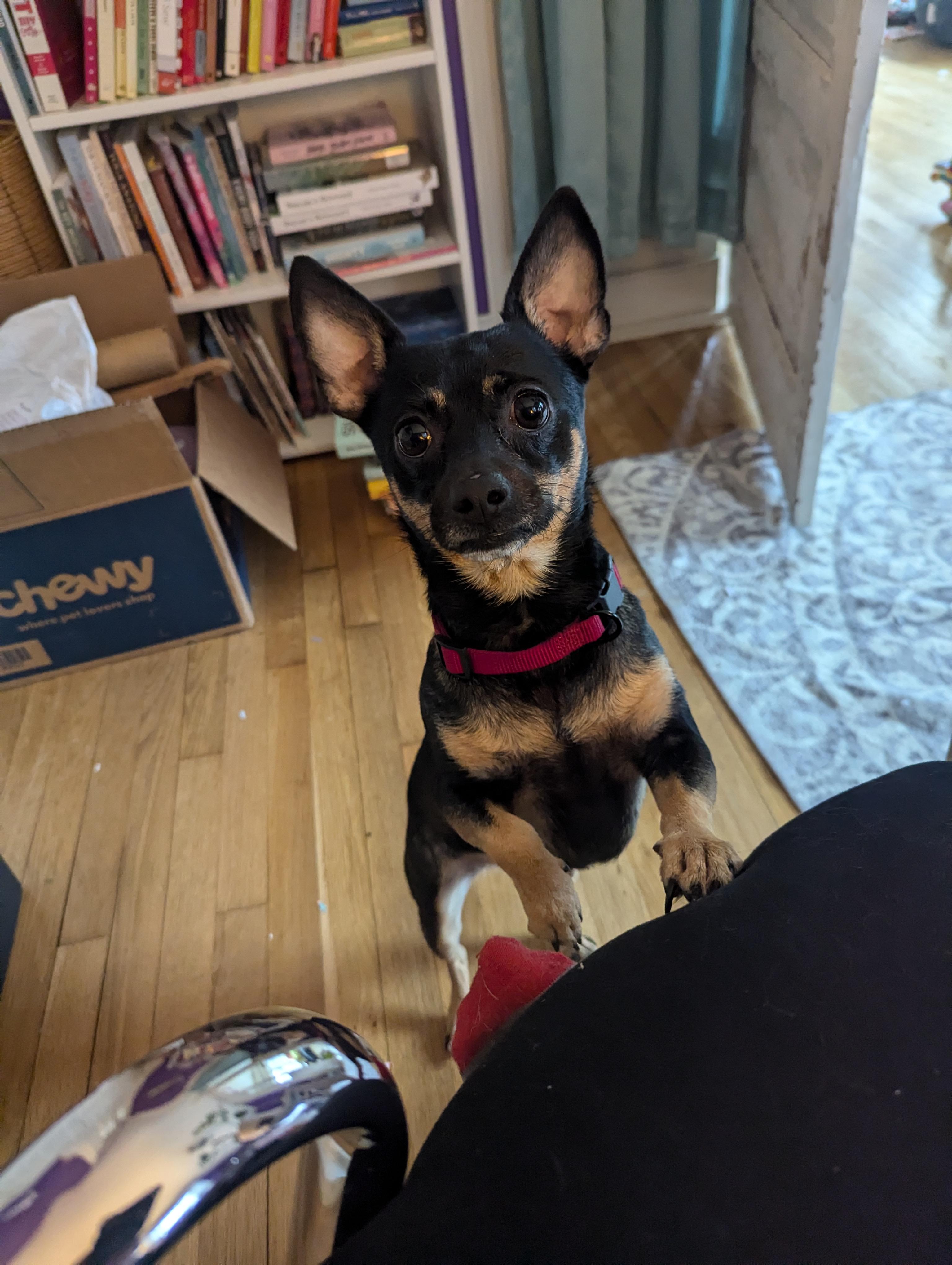 Enlarge Pepper , a ADOPTABLE mixed breed in Richmond, VA image 2/6