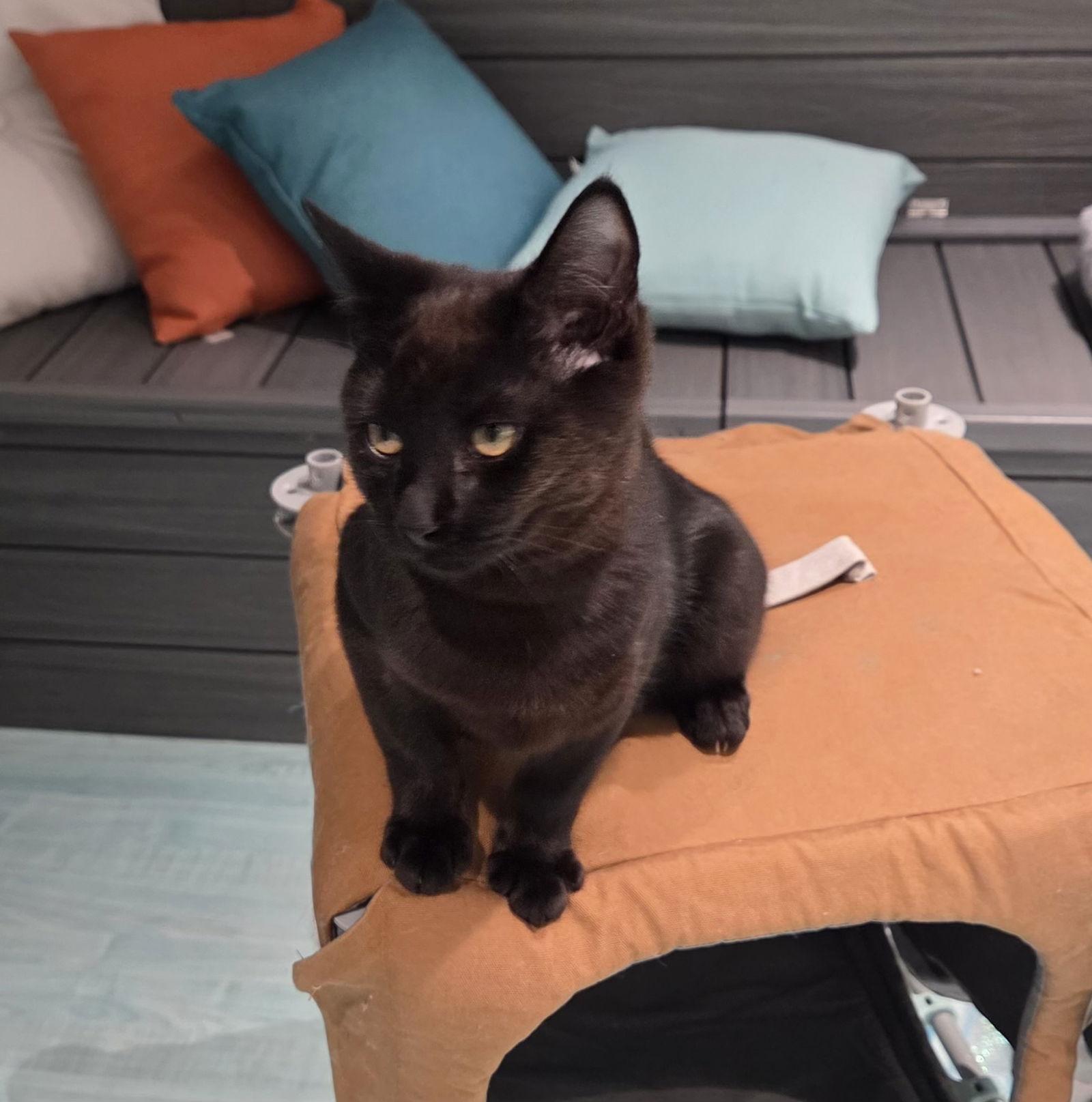 Clint, Adoptable, Young Male Domestic Short Hair.