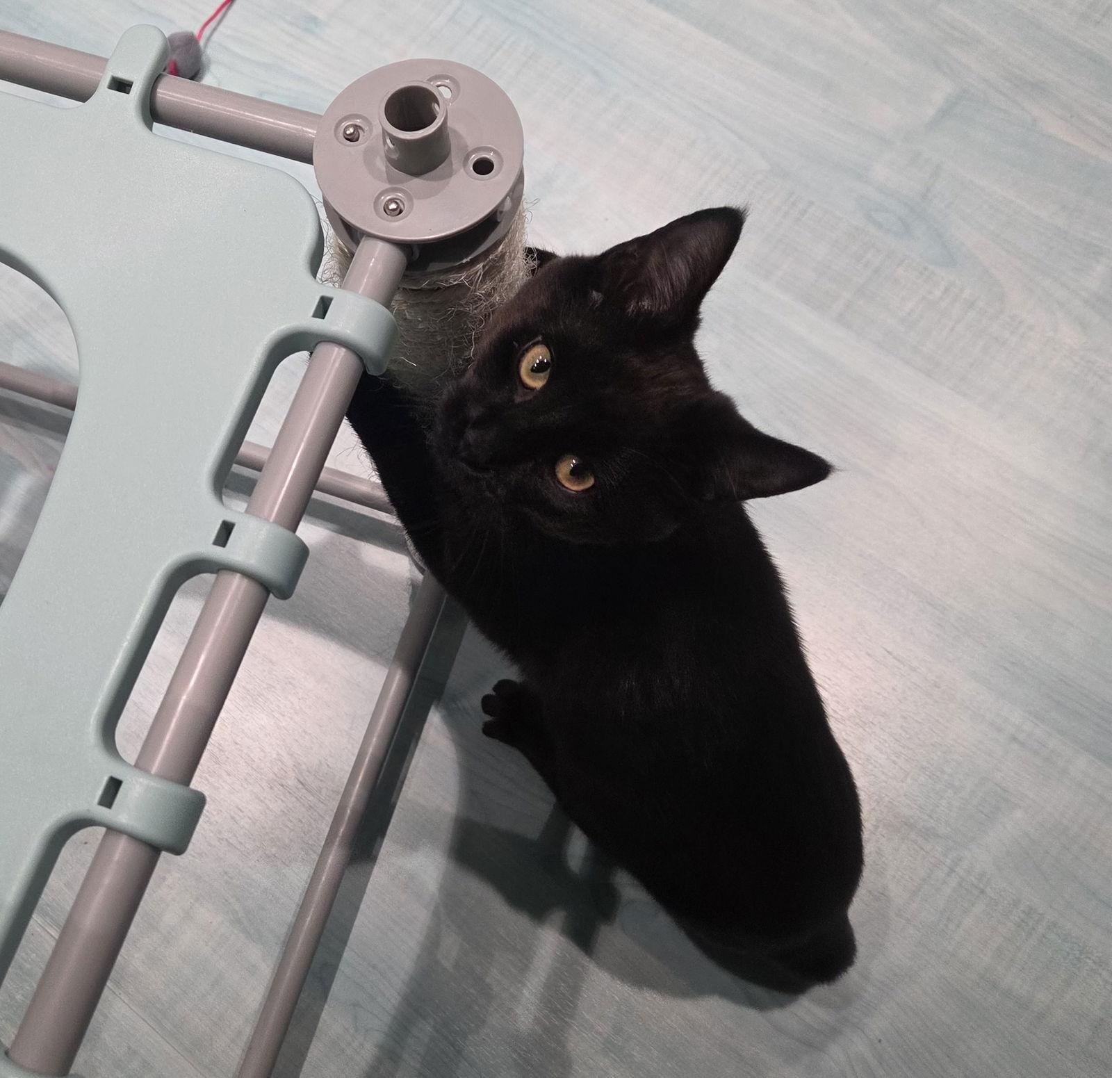 Enlarge Clint, a Adoptable Domestic Short Hair in Oakboro , NC image 2/3