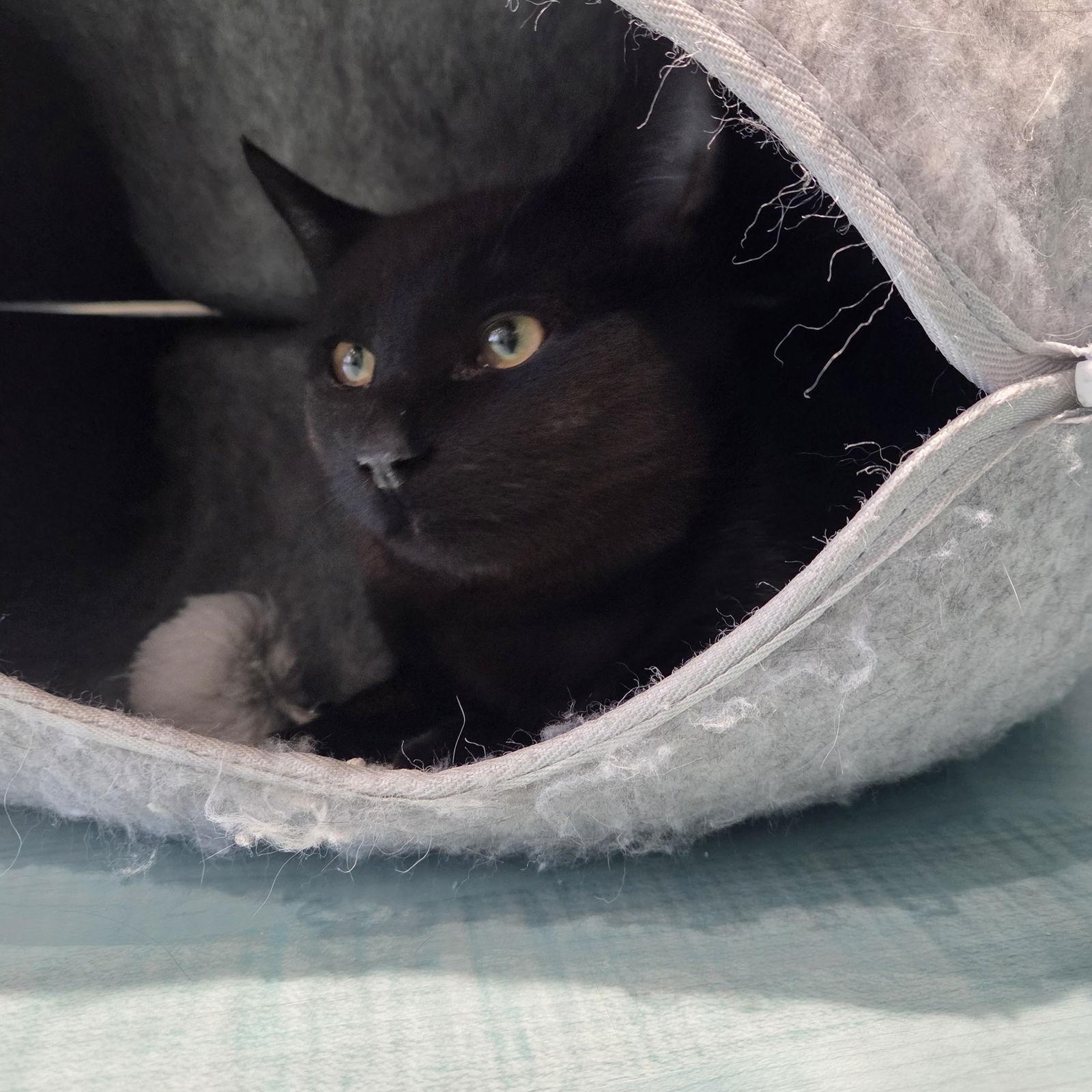 Enlarge Clint, a Adoptable Domestic Short Hair in Oakboro , NC image 3/3