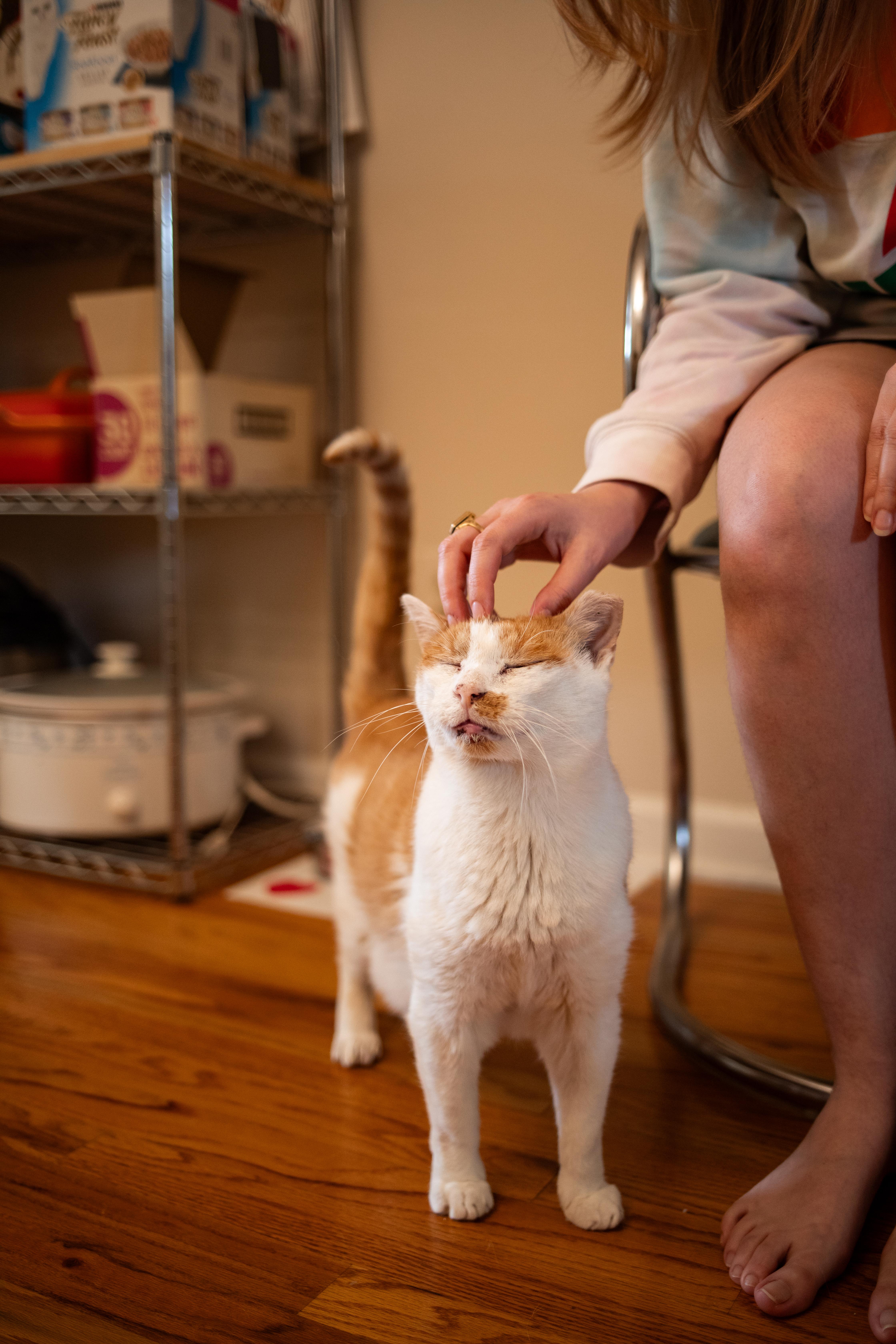 Enlarge Grandpa (lap cat), a Adoptable Domestic Short Hair in Avondale Estates, GA image 4/6