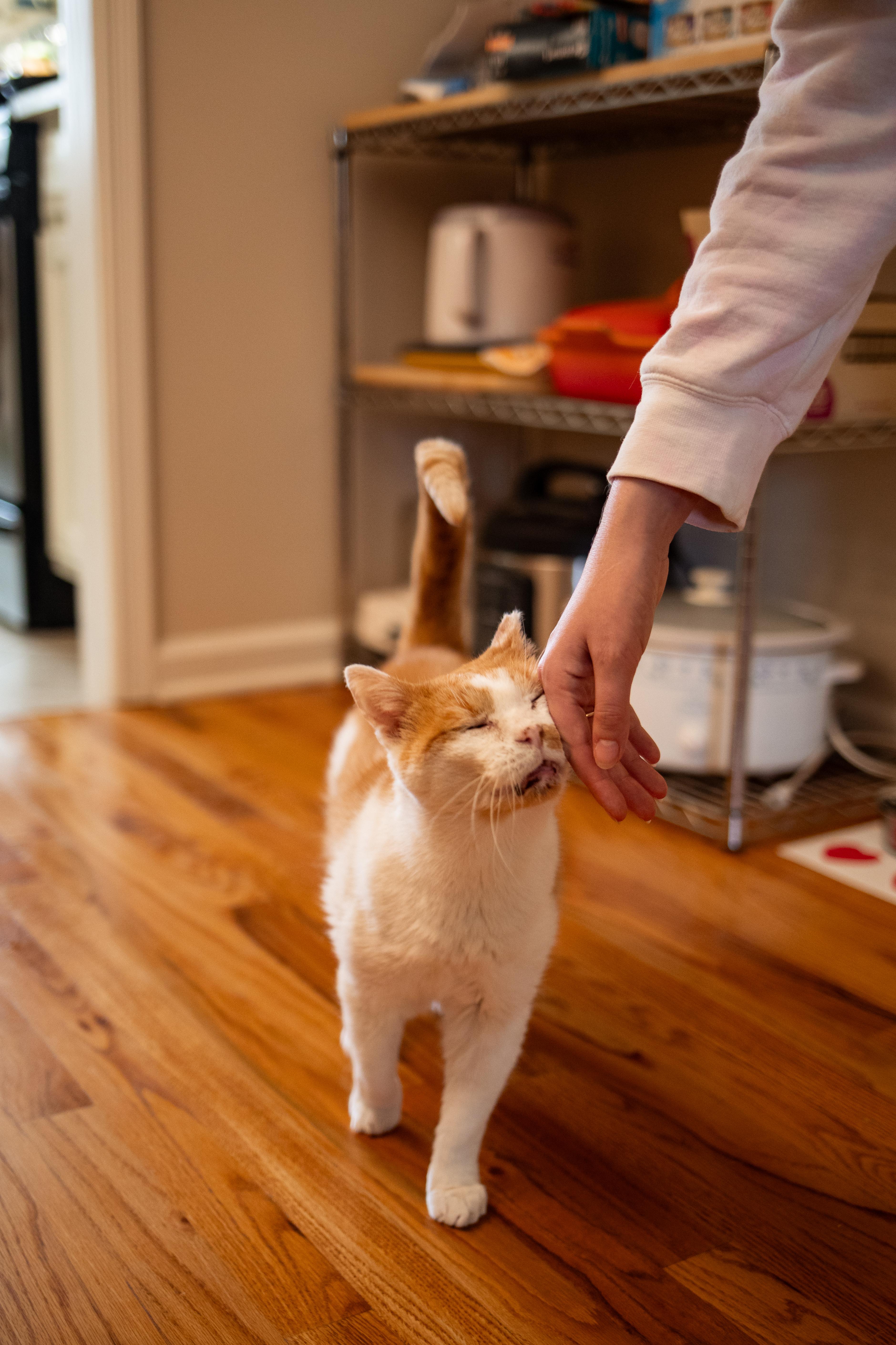Enlarge Grandpa (lap cat), a Adoptable Domestic Short Hair in Avondale Estates, GA image 2/6