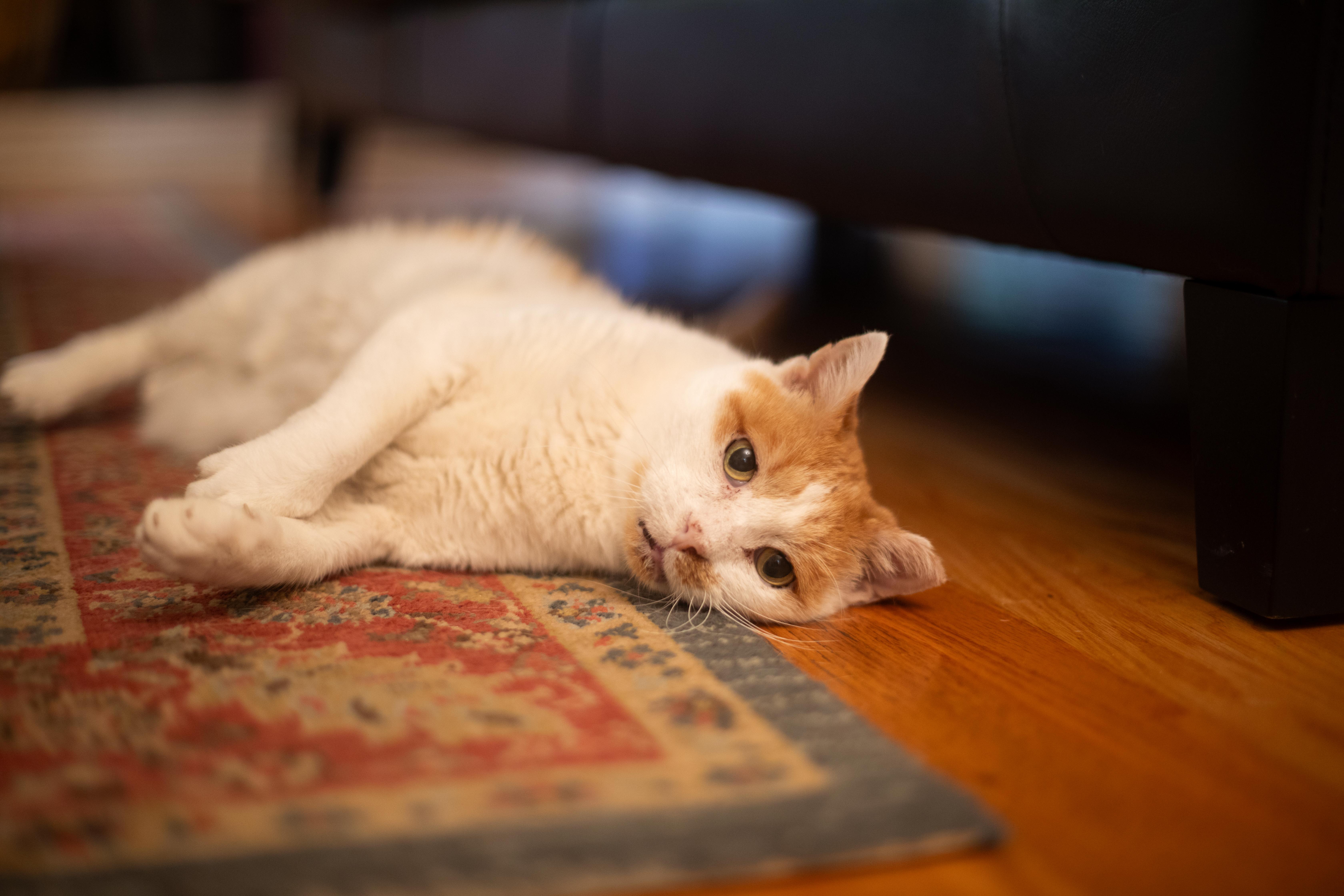 Enlarge Grandpa (lap cat), a Adoptable Domestic Short Hair in Avondale Estates, GA image 3/6