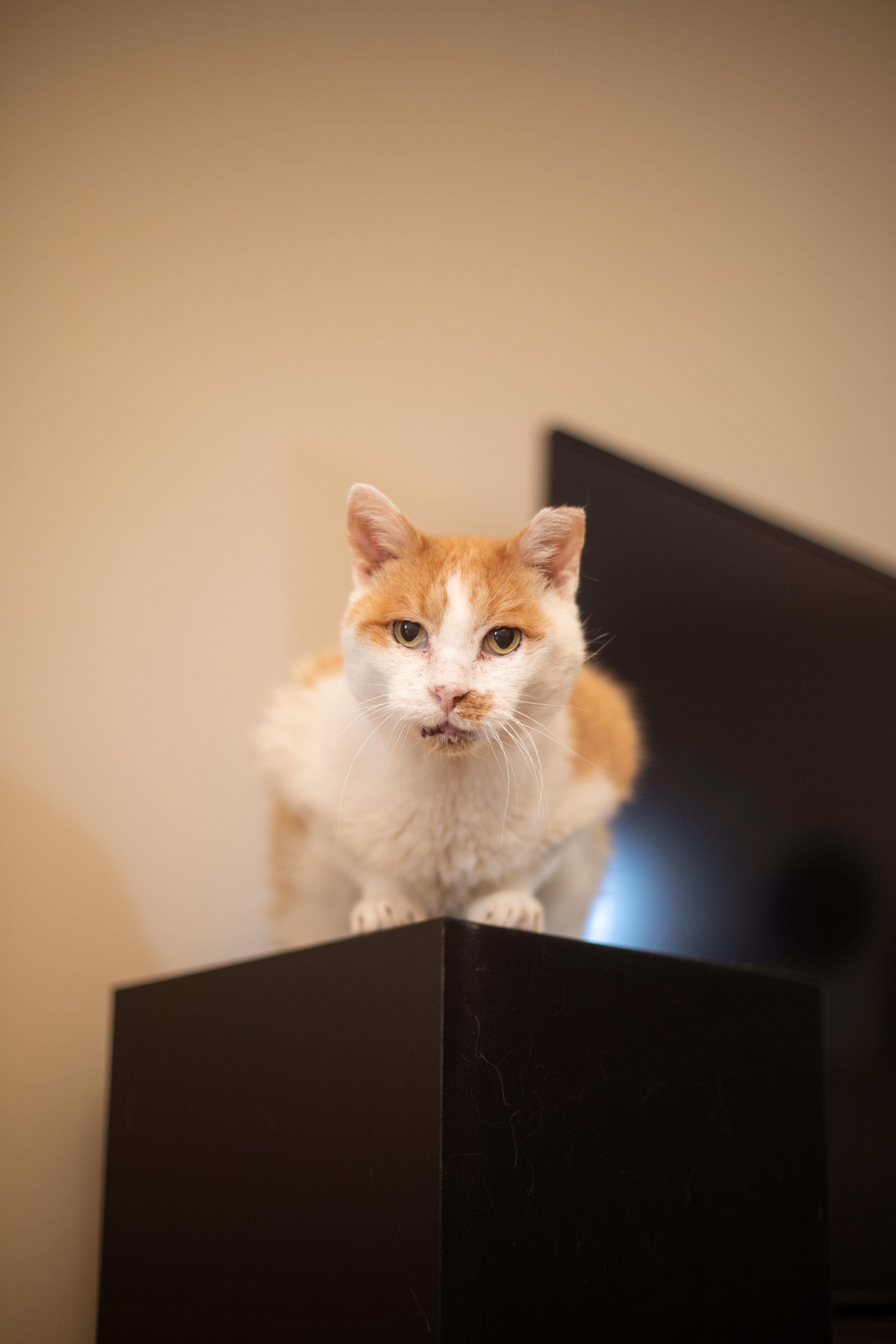 Enlarge Grandpa (lap cat), a Adoptable Domestic Short Hair in Avondale Estates, GA image 6/6