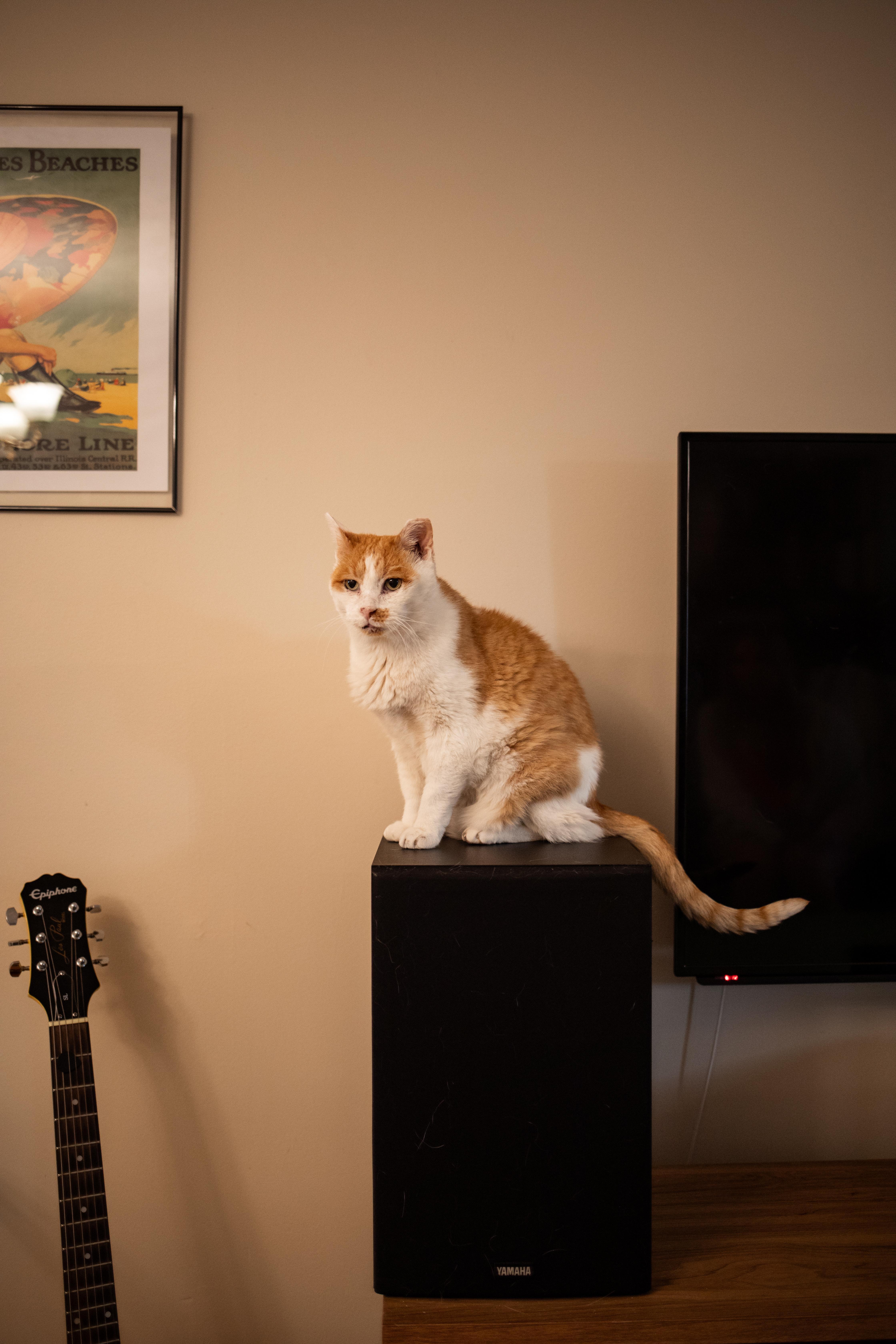 Enlarge Grandpa (lap cat), a Adoptable Domestic Short Hair in Avondale Estates, GA image 5/6