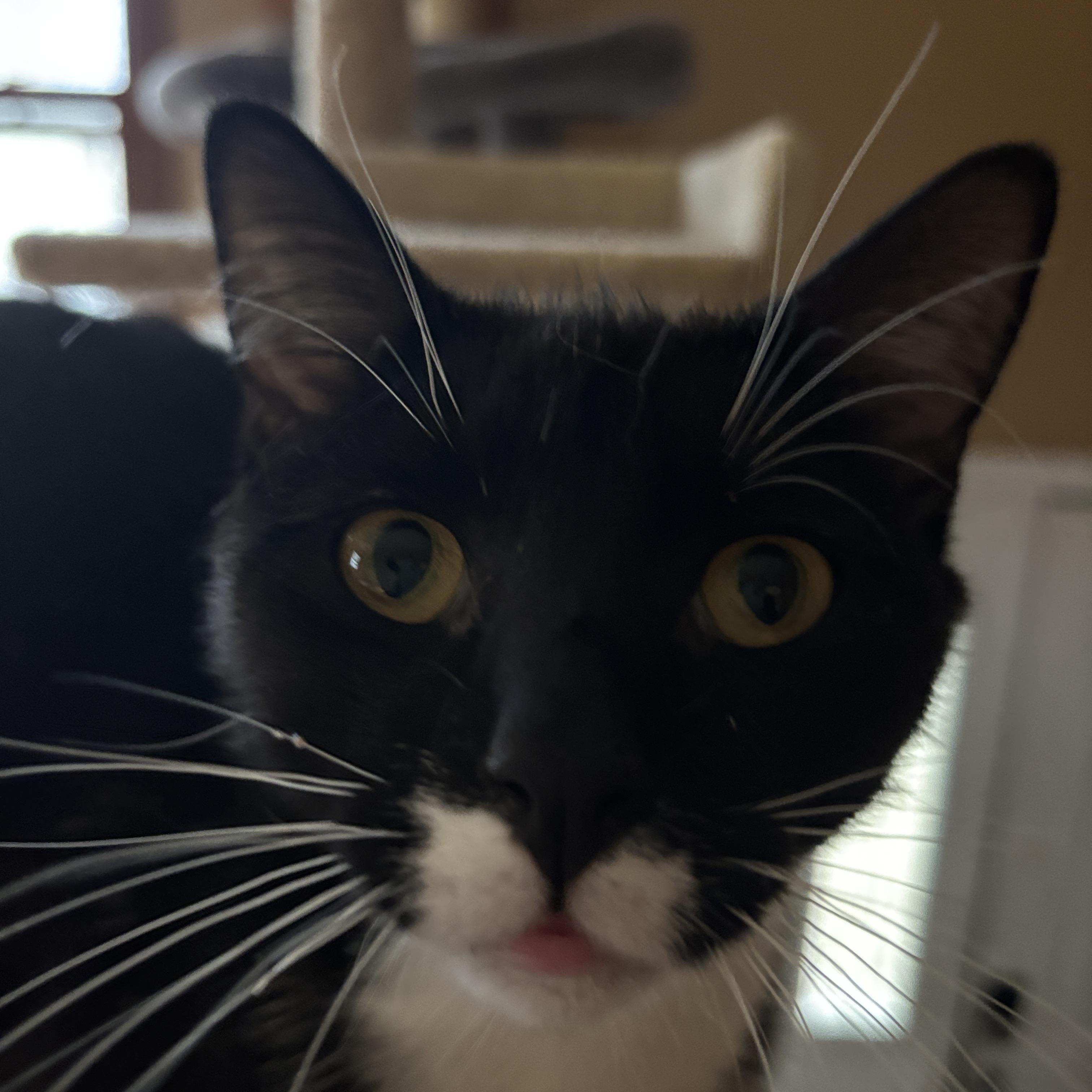 Enlarge JOJO, a Adoptable Tuxedo in Melrose, MA image 5/5