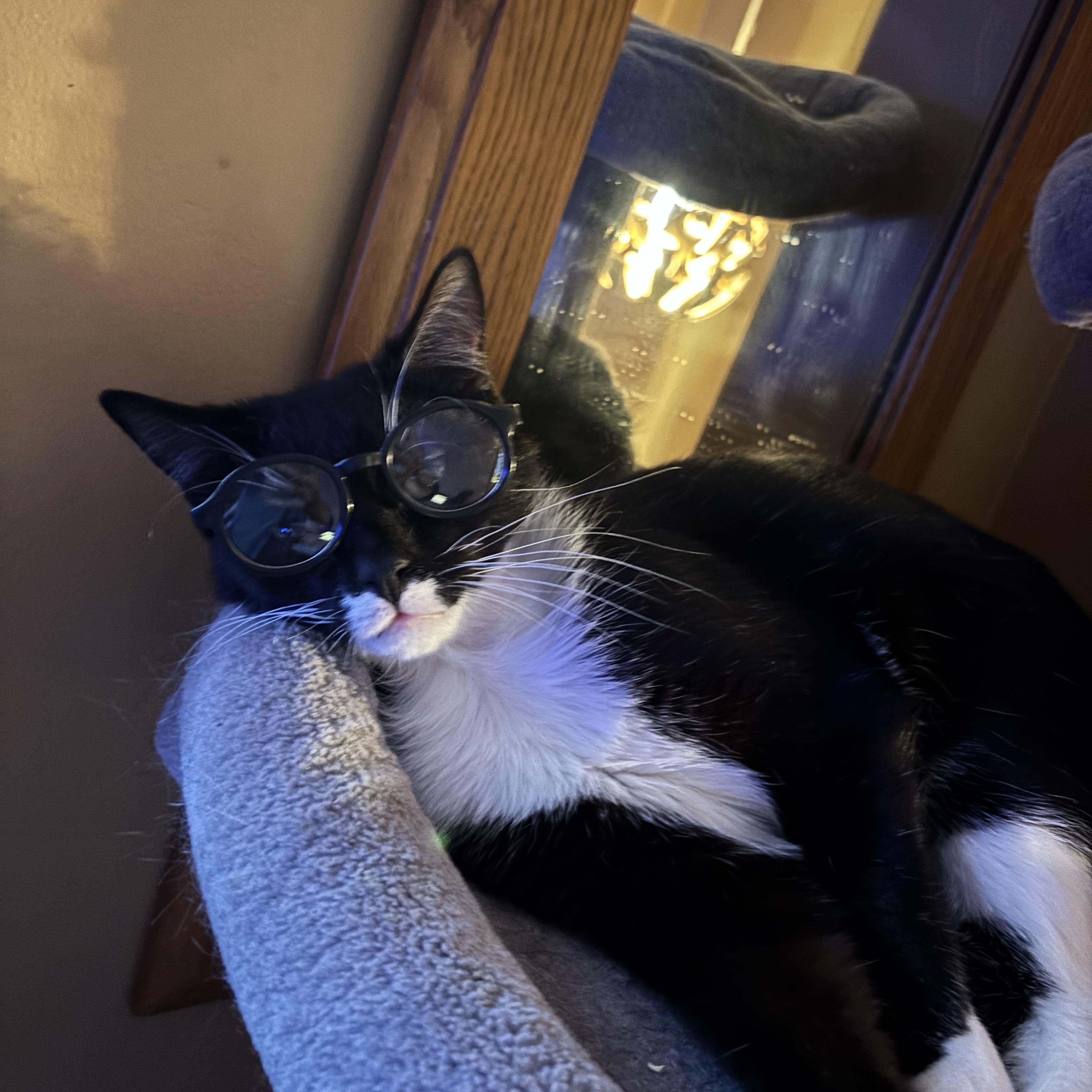 Enlarge JOJO, a Adoptable Tuxedo in Melrose, MA image 3/5