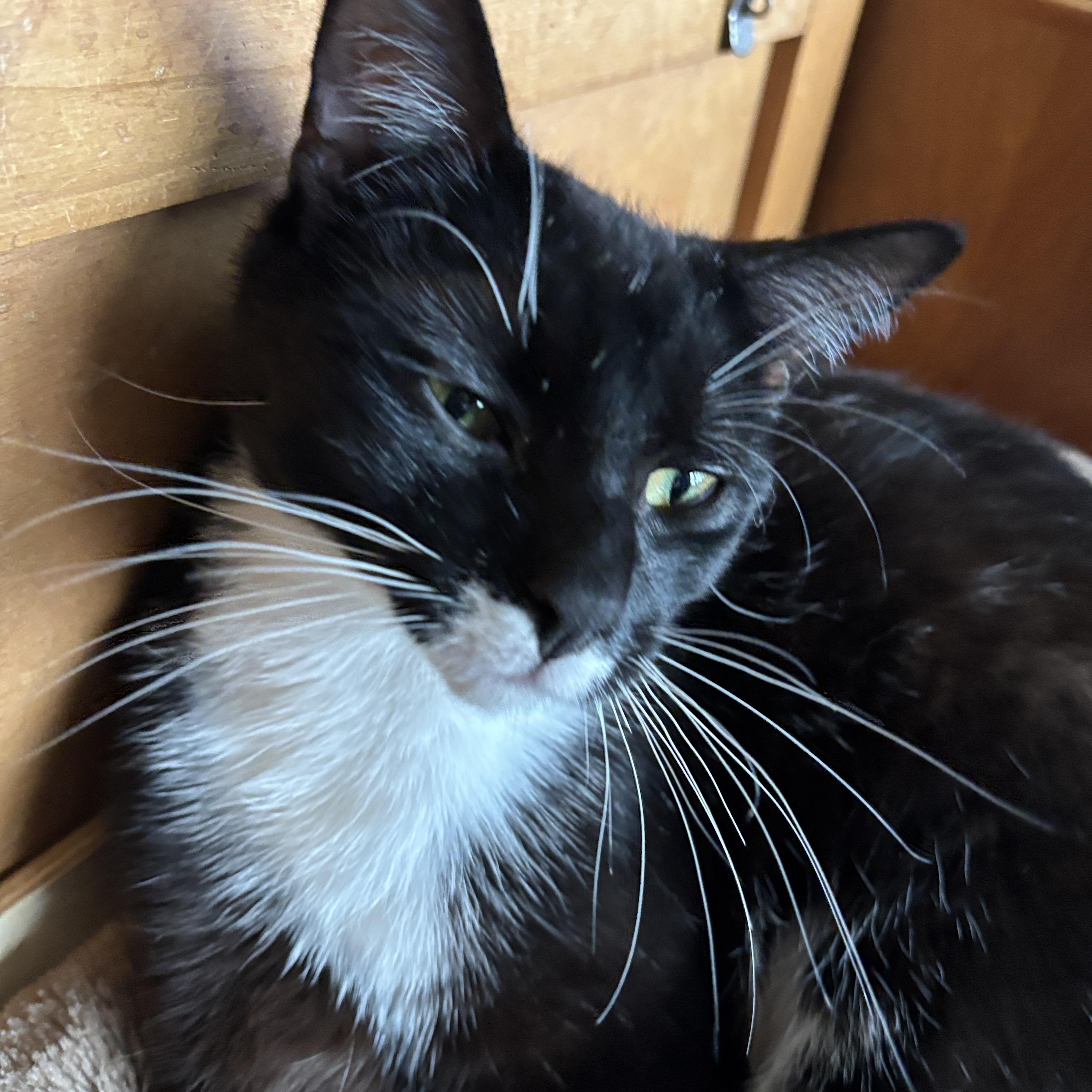 Enlarge JOJO, a Adoptable Tuxedo in Melrose, MA image 1/5