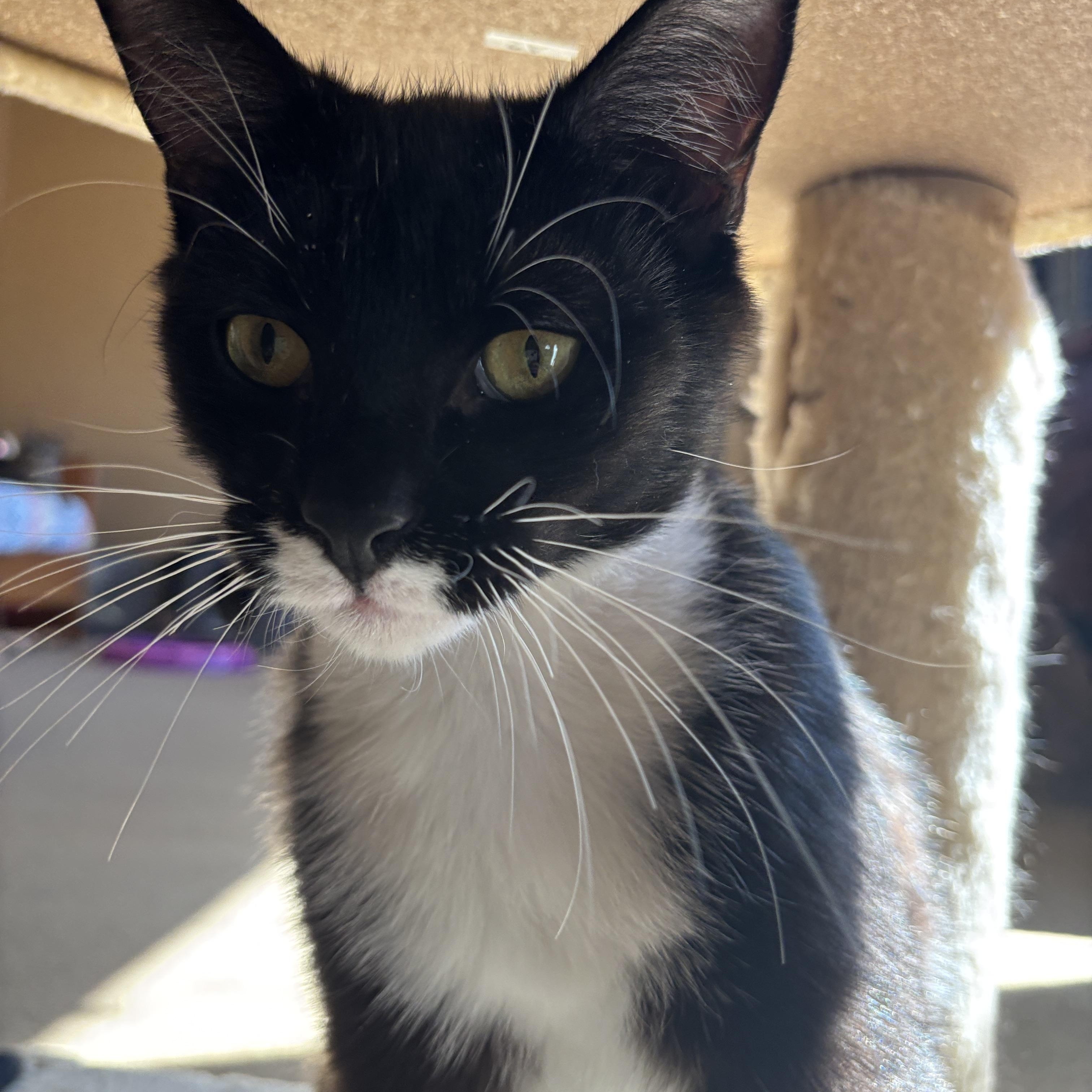 Enlarge JOJO, a Adoptable Tuxedo in Melrose, MA image 4/5