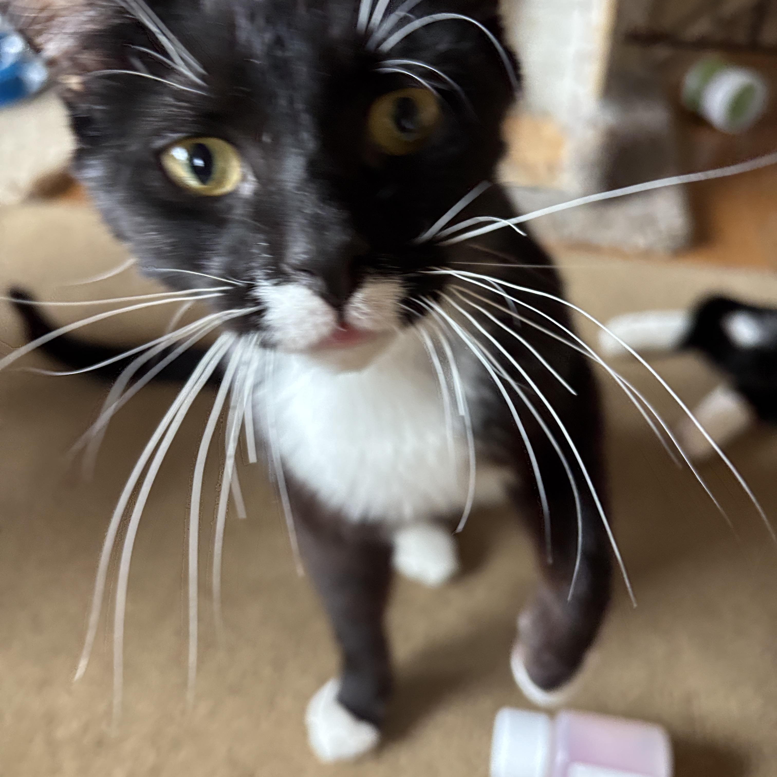 Enlarge JOJO, a Adoptable Tuxedo in Melrose, MA image 2/5