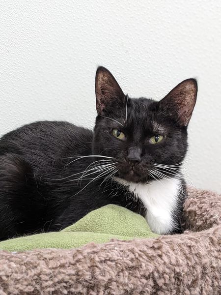 Enlarge C.J., a Adoptable Domestic Short Hair in Tilton, IL image 6/6