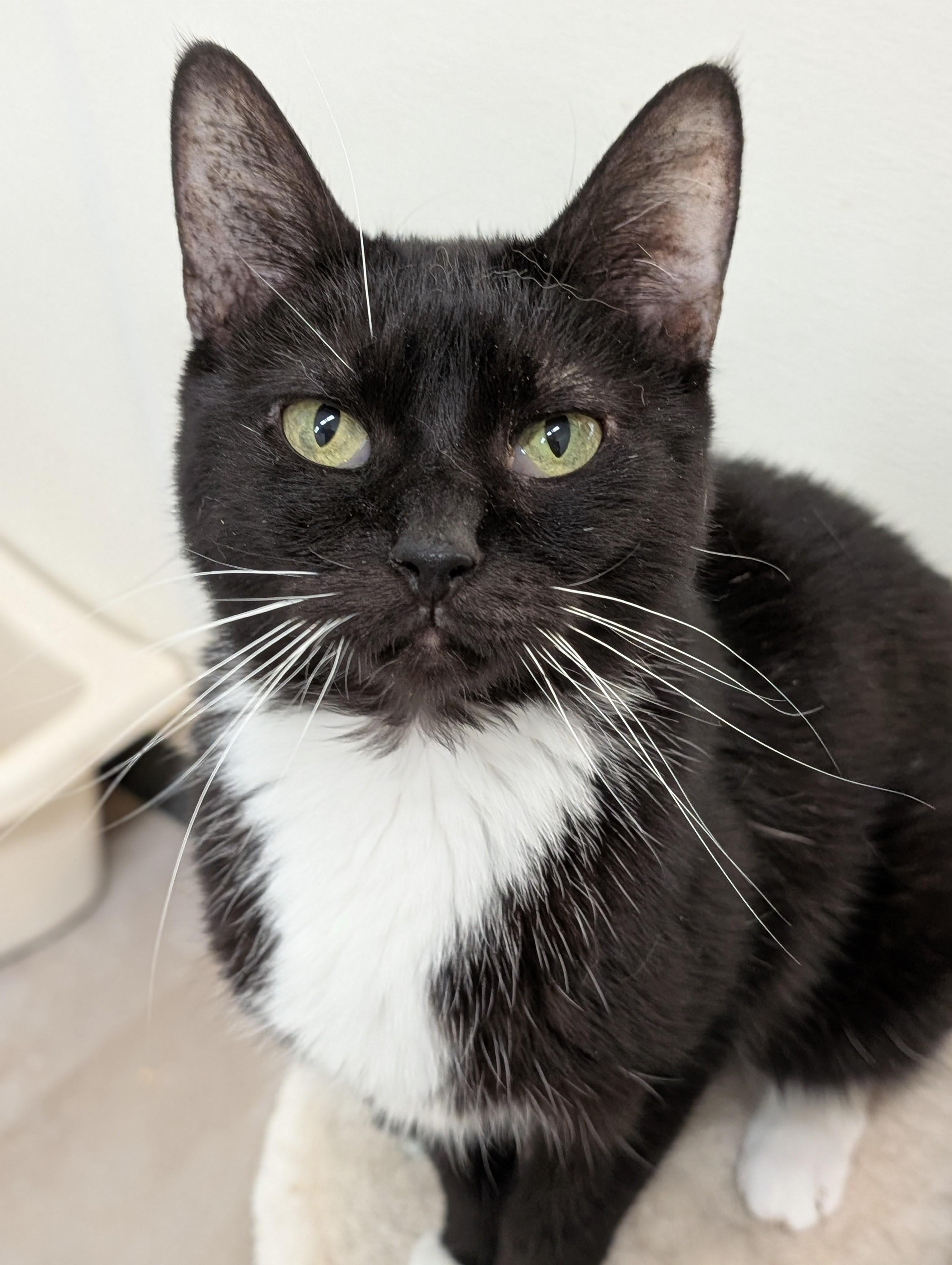 Enlarge C.J., a Adoptable Domestic Short Hair in Tilton, IL image 2/6