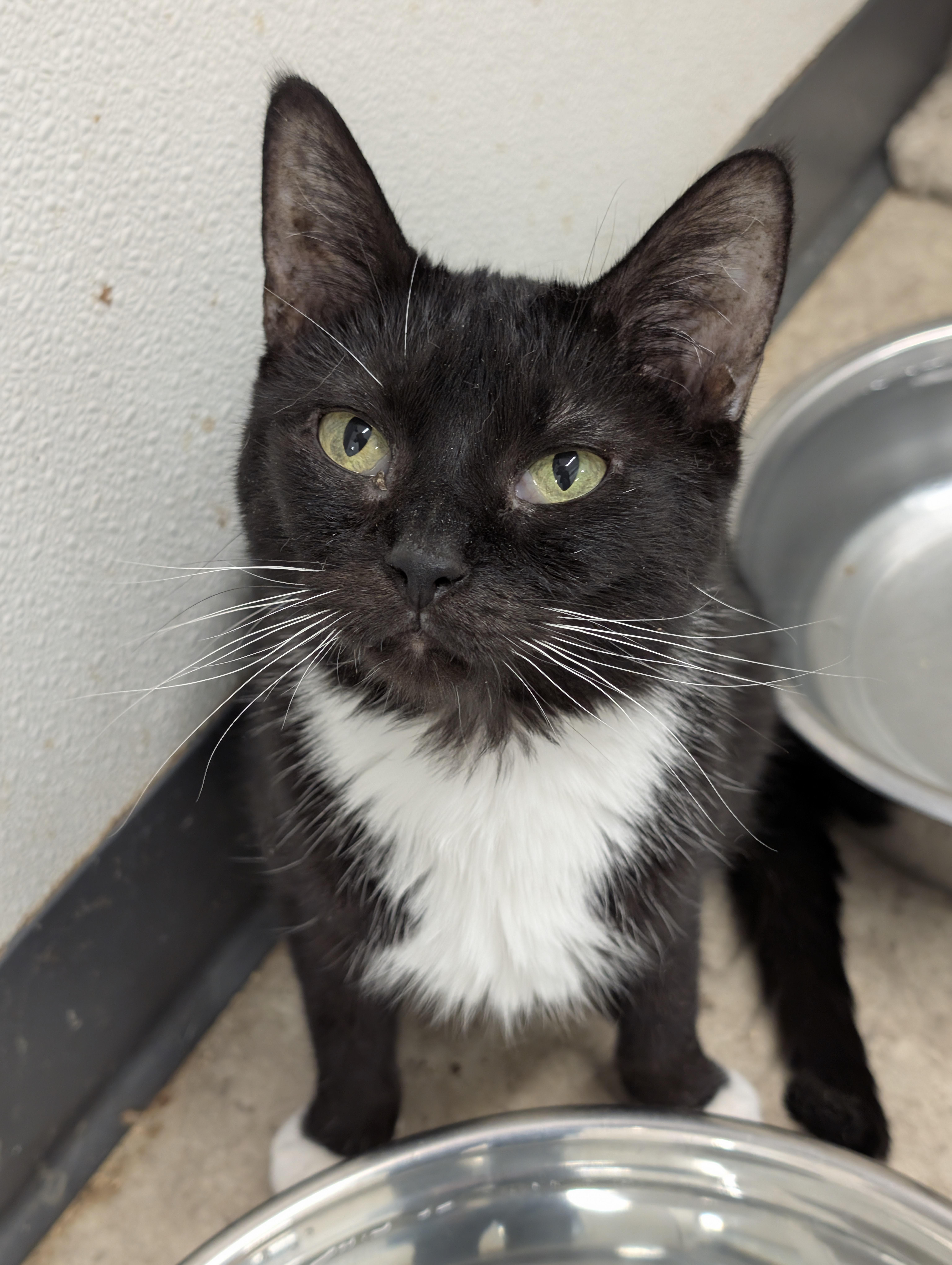 Enlarge C.J., a Adoptable Domestic Short Hair in Tilton, IL image 1/6