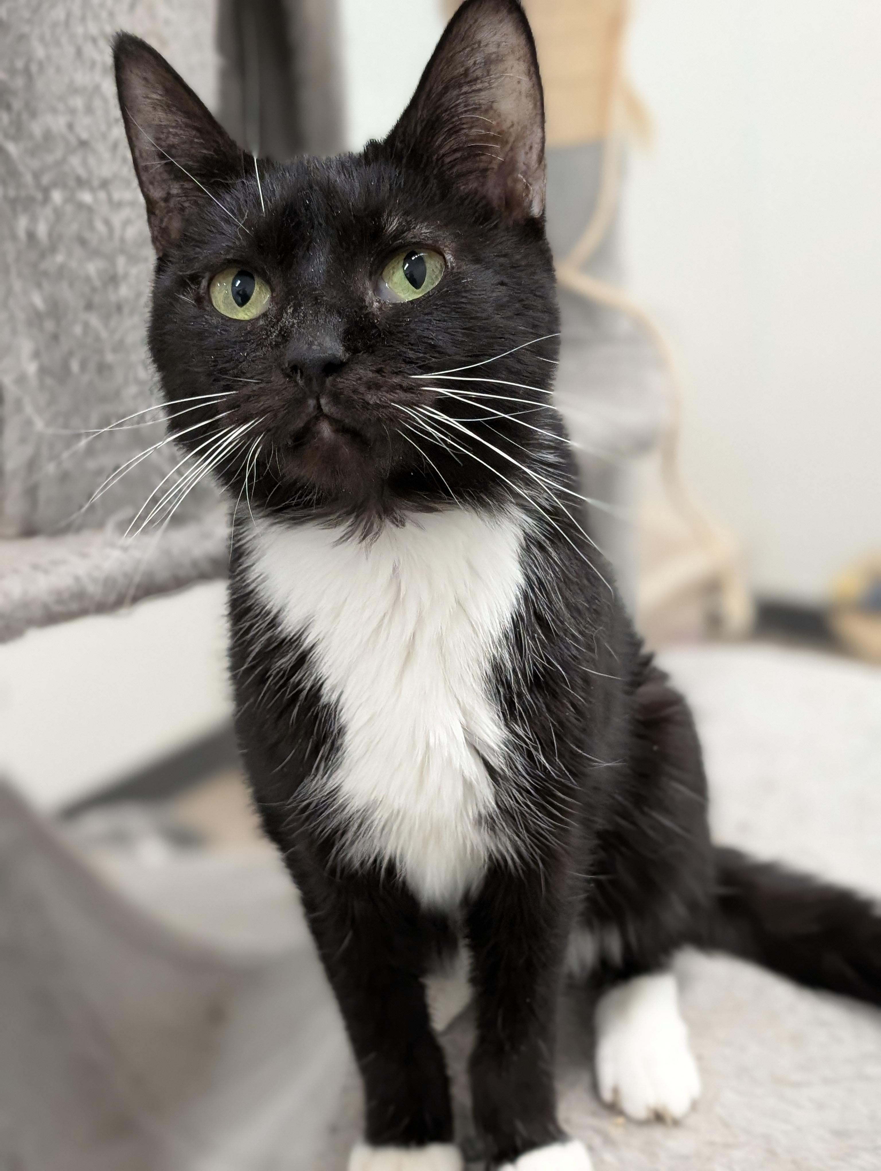 Enlarge C.J., a Adoptable Domestic Short Hair in Tilton, IL image 4/6