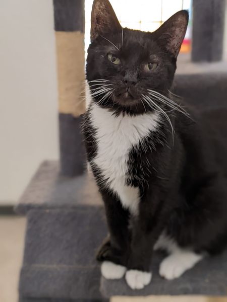 Enlarge C.J., a Adoptable Domestic Short Hair in Tilton, IL image 5/6