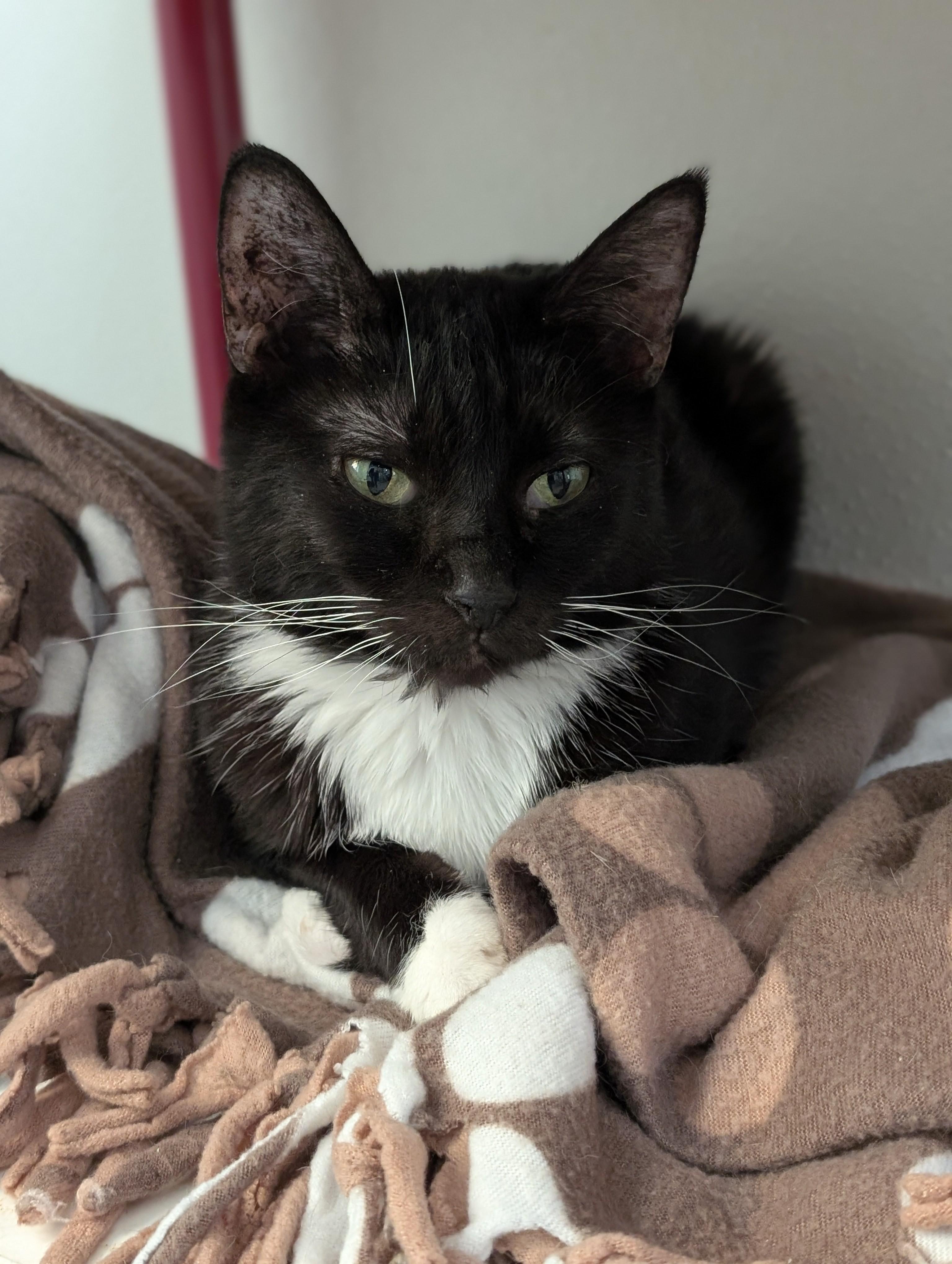 Enlarge C.J., a Adoptable Domestic Short Hair in Tilton, IL image 3/6