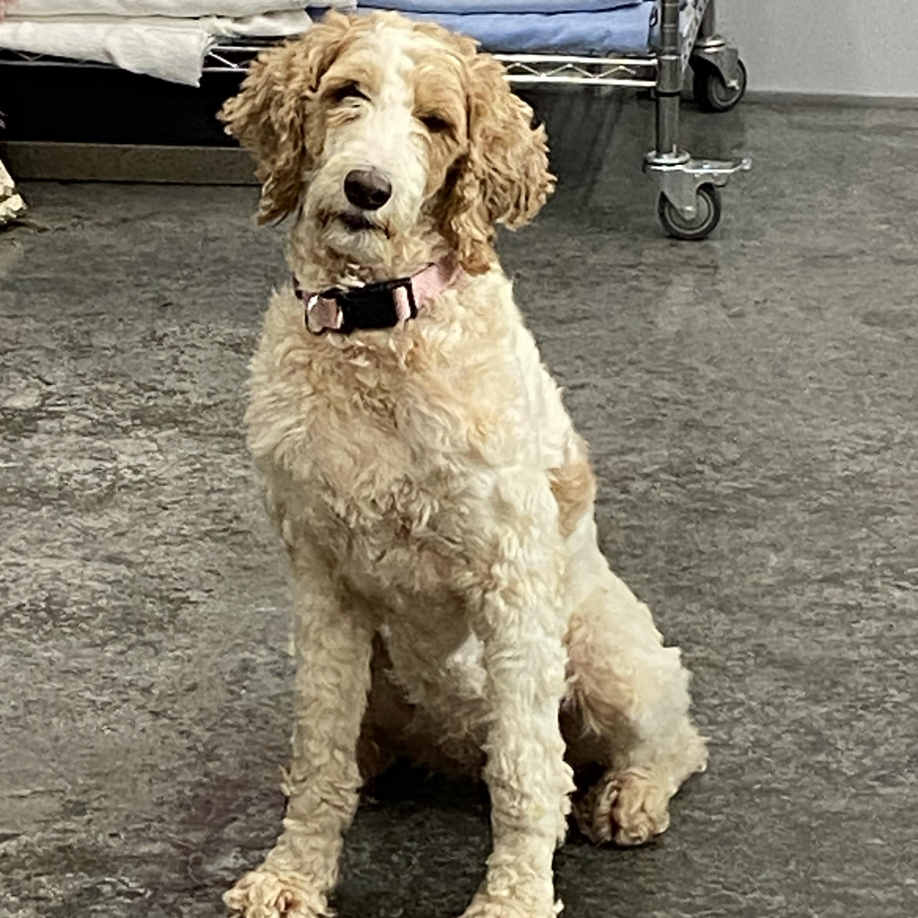 Enlarge Posie, a ADOPTABLE Goldendoodle in Hartford, KY image 2/3