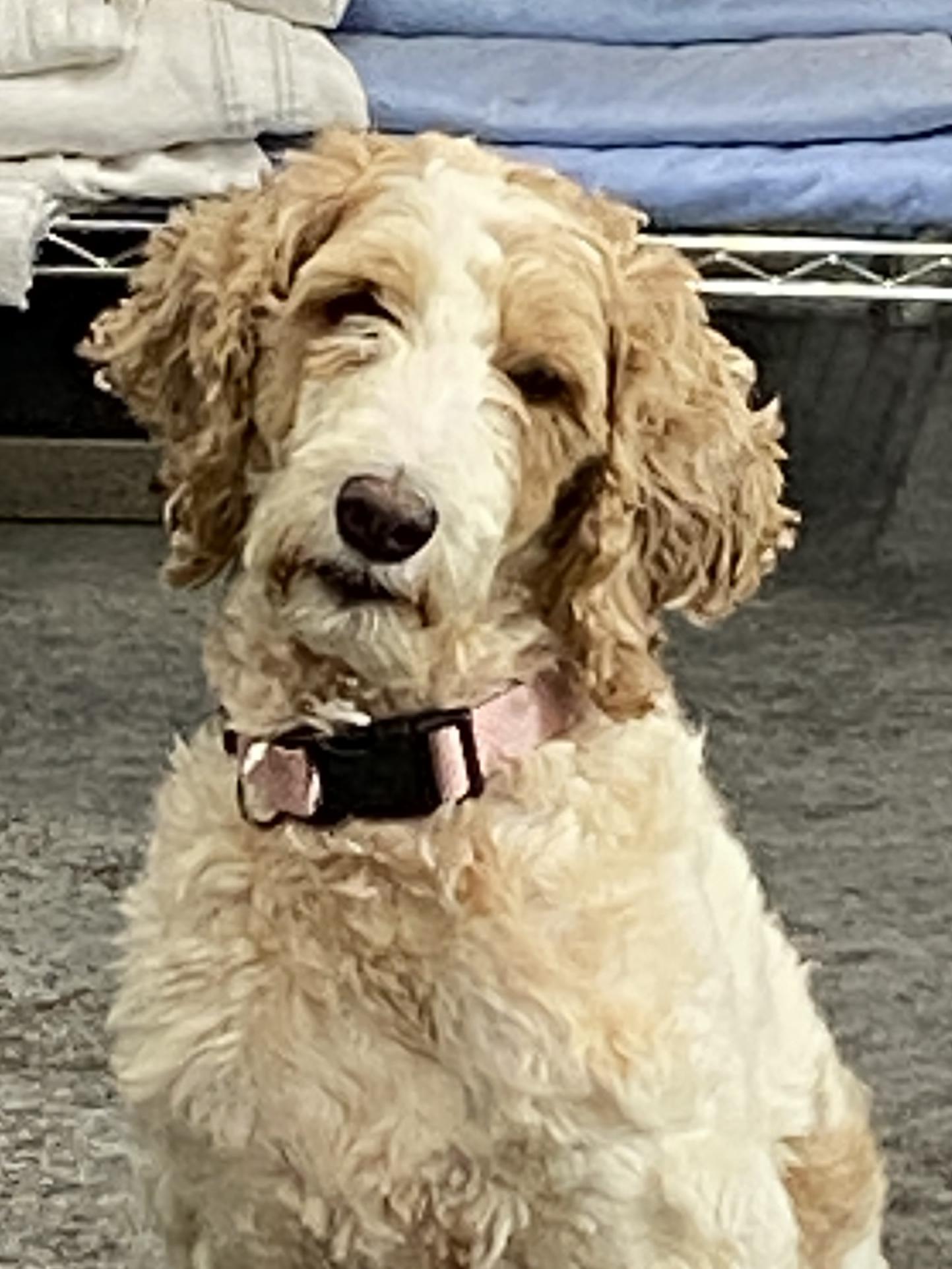 Enlarge Posie, a ADOPTABLE Goldendoodle in Hartford, KY image 1/3