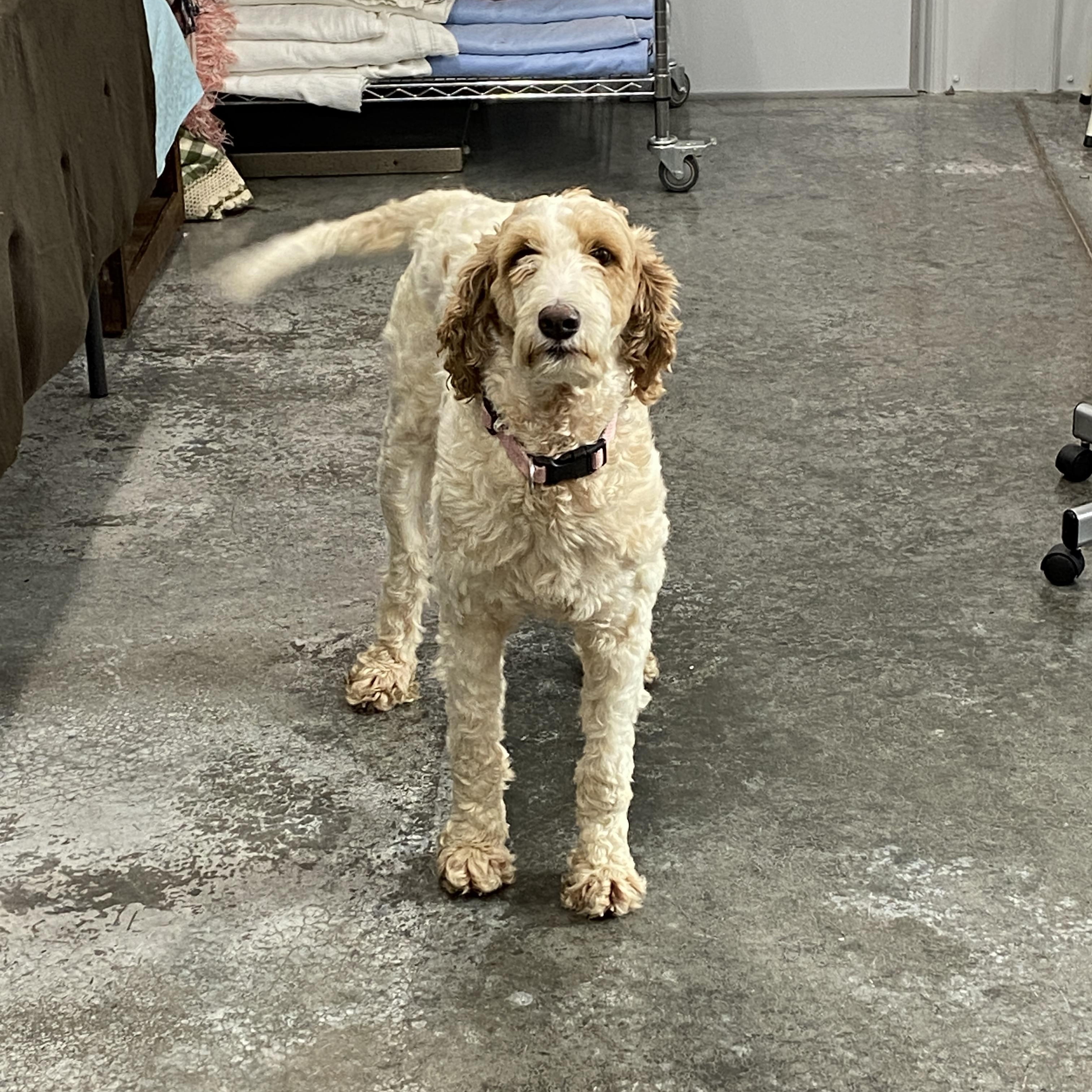 Enlarge Posie, a ADOPTABLE Goldendoodle in Hartford, KY image 3/3