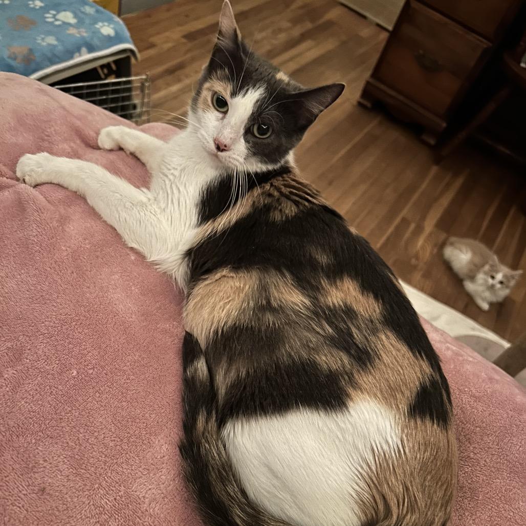 Duchess, a Adoptable Domestic Short Hair in Bellingham, WA image 1/2