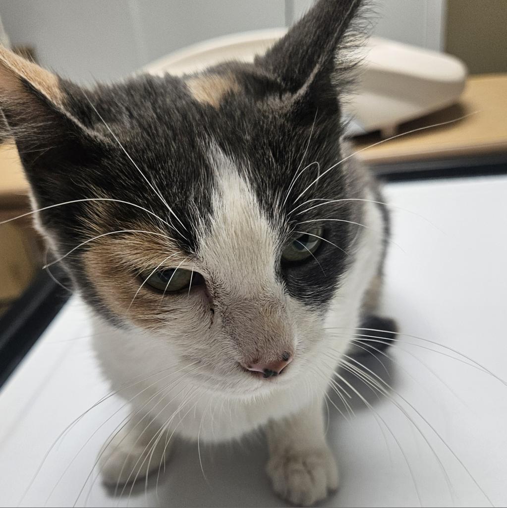 Duchess, a Adoptable Domestic Short Hair in Bellingham, WA image 2/2