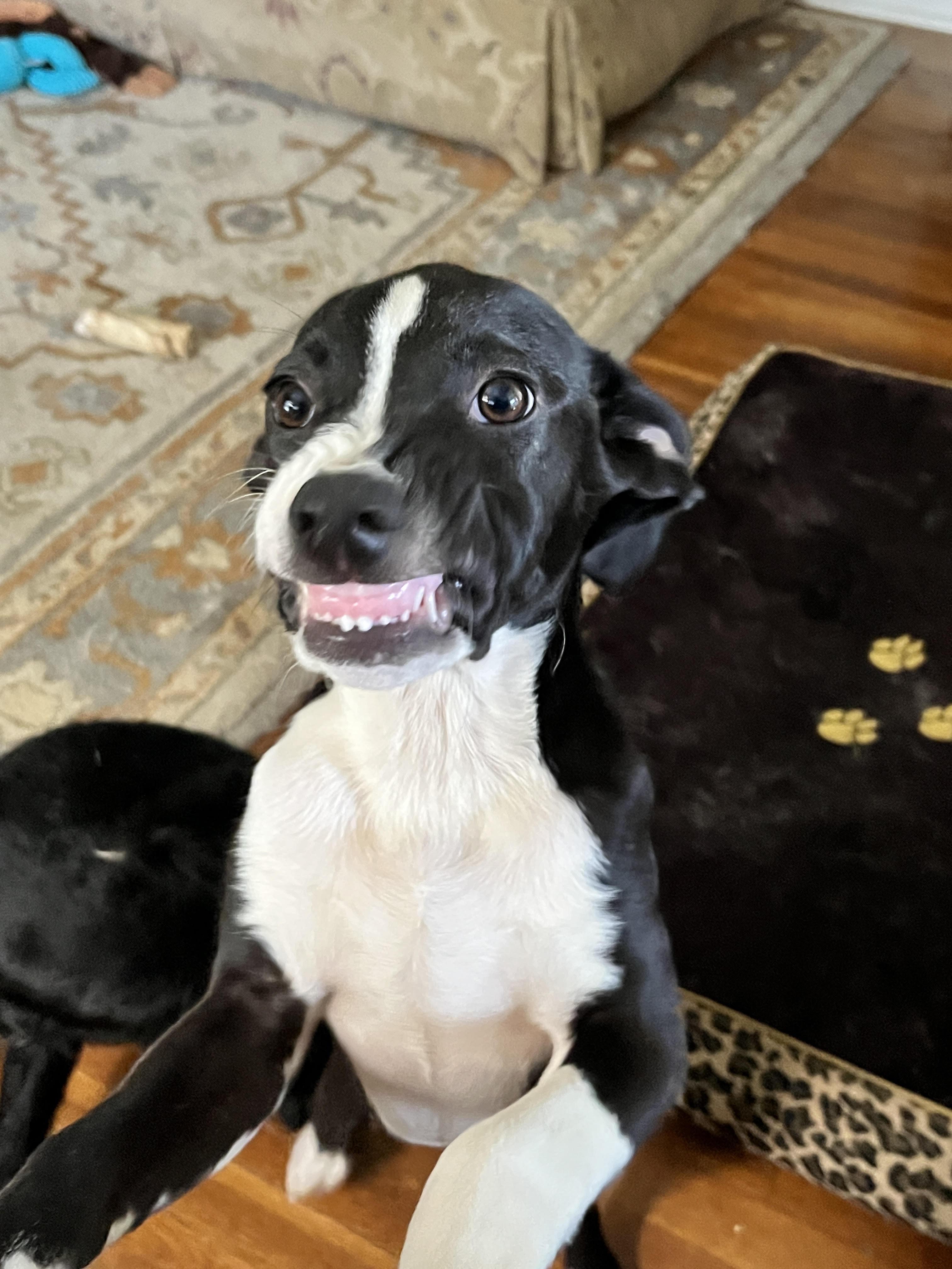 Enlarge Dexter, a Adoptable Terrier in Greeneville, TN image 2/2