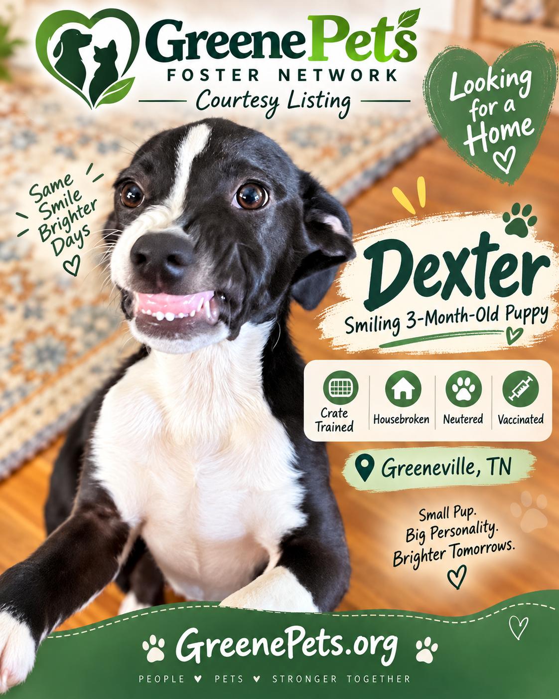 Enlarge Dexter, a Adoptable Terrier in Greeneville, TN image 1/2