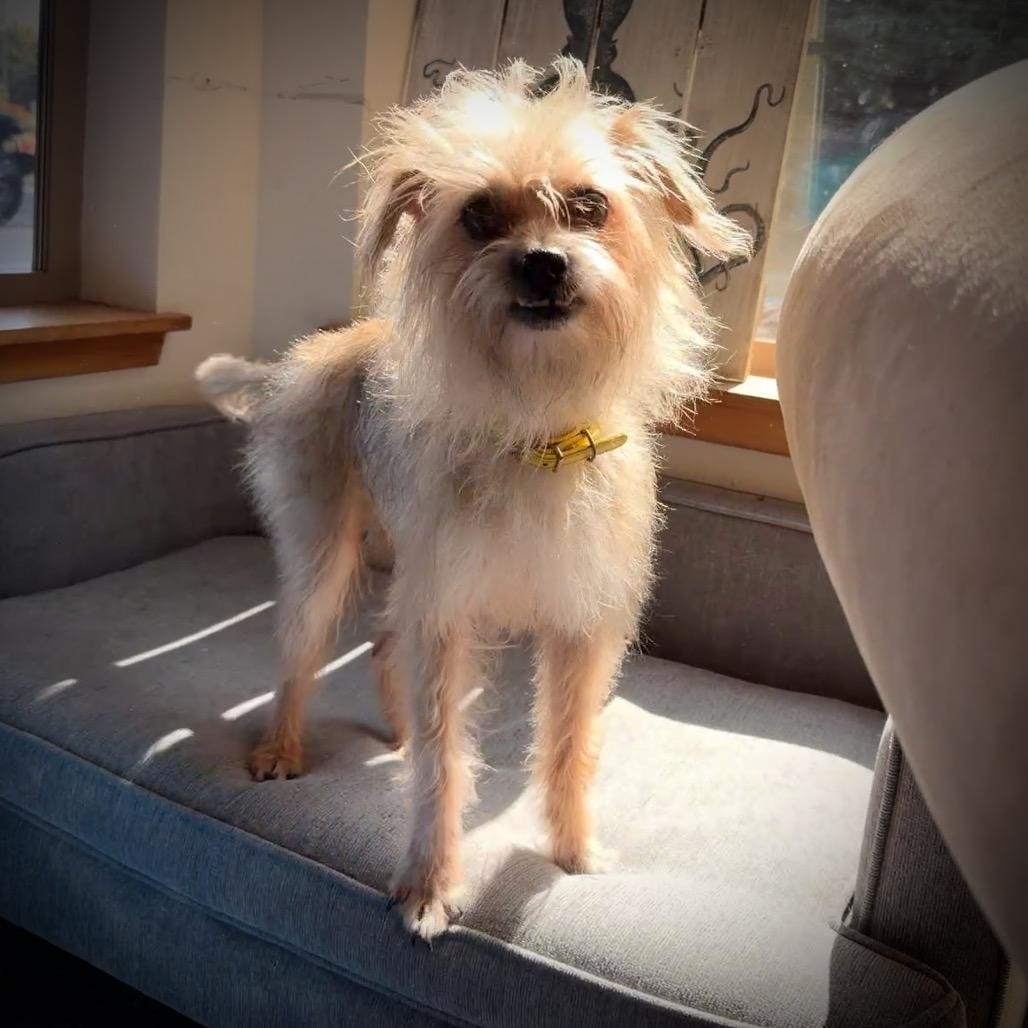 Benji, Adoptable, Adult Male Yorkshire Terrier & Chihuahua.