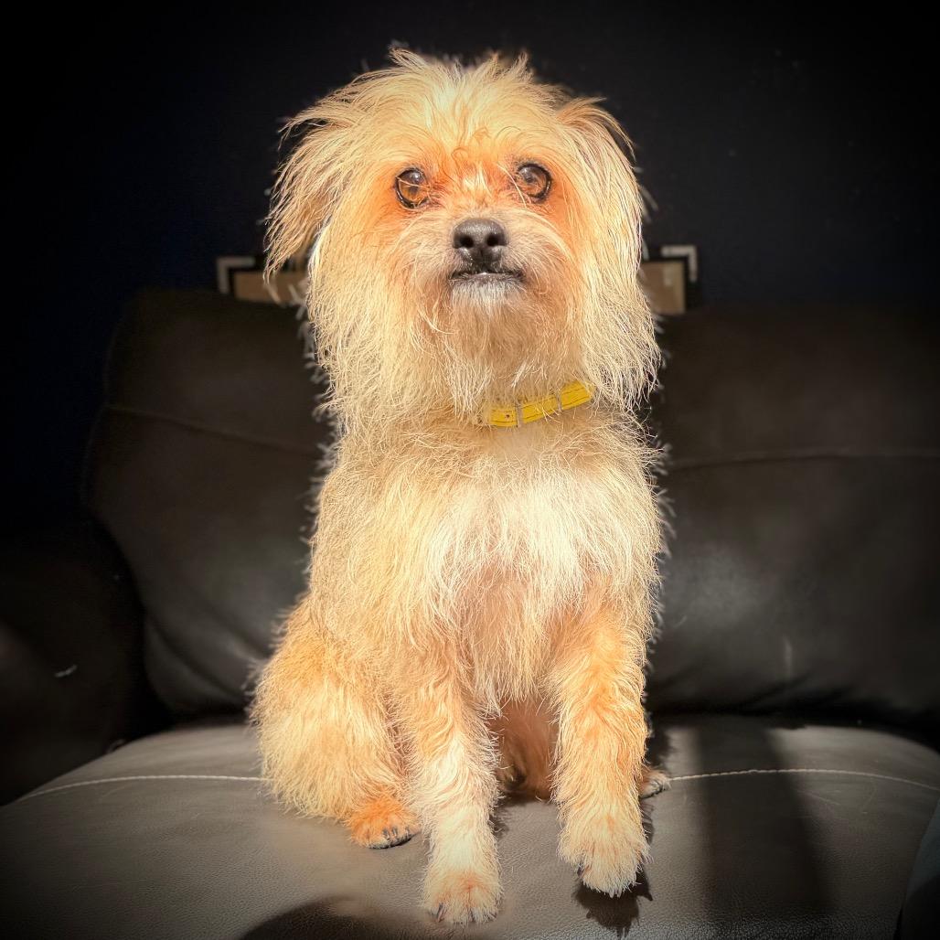 Enlarge Benji, a Adoptable mixed breed in Port Angeles, WA image 2/6