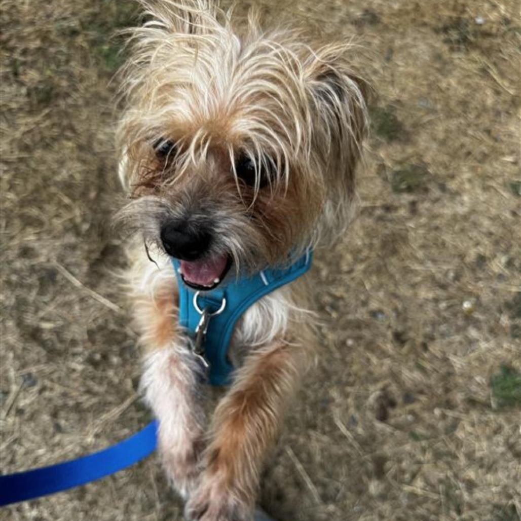 Enlarge Benji, a Adoptable mixed breed in Port Angeles, WA image 4/6