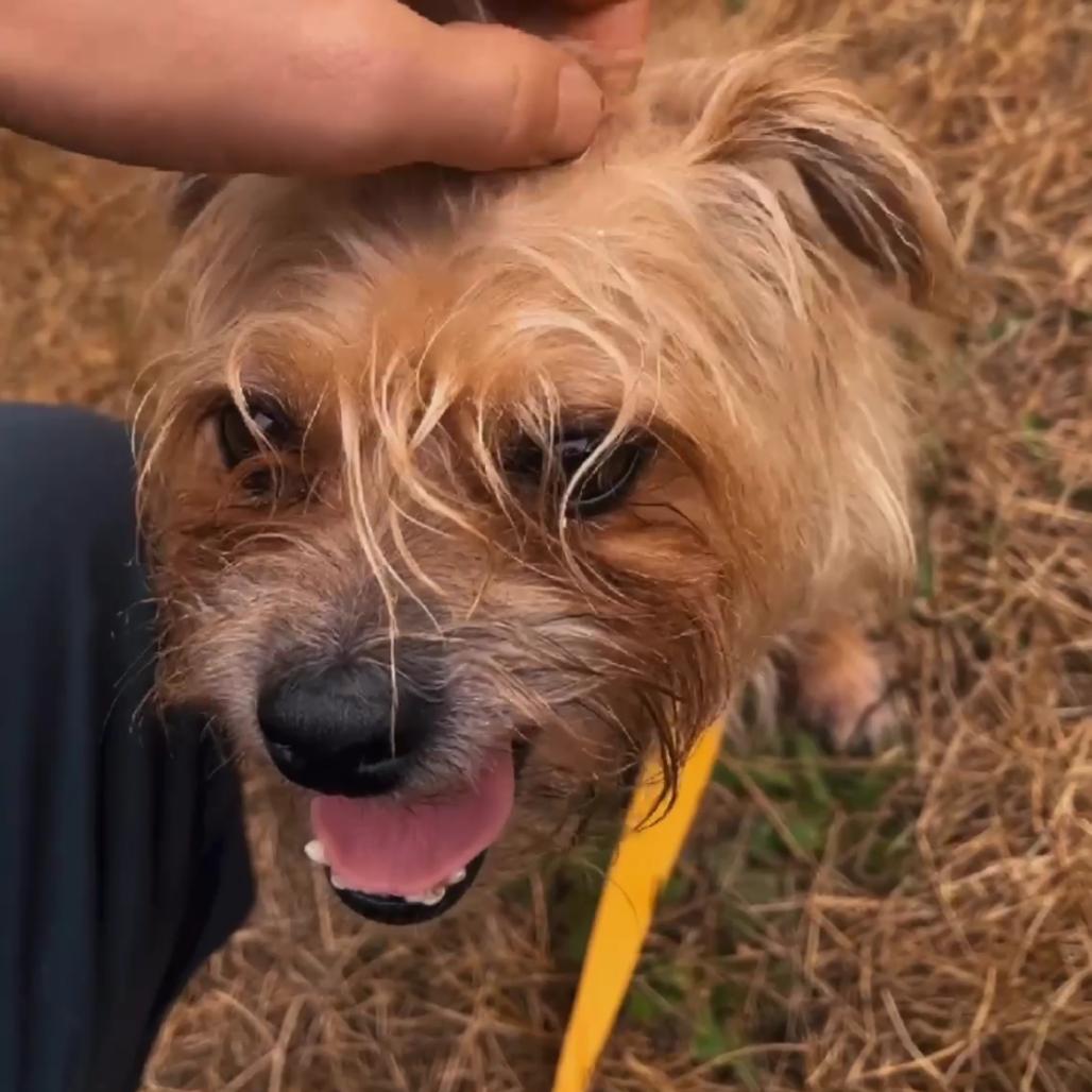 Enlarge Benji, a Adoptable mixed breed in Port Angeles, WA image 5/6