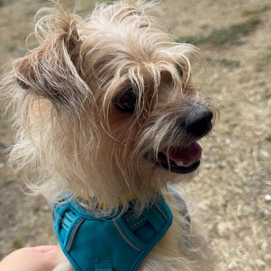 Enlarge Benji, a Adoptable mixed breed in Port Angeles, WA image 6/6