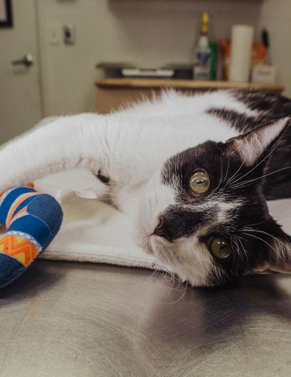 Abel, Adoptable, Kitten Male Domestic Short Hair & Domestic Short Hair.