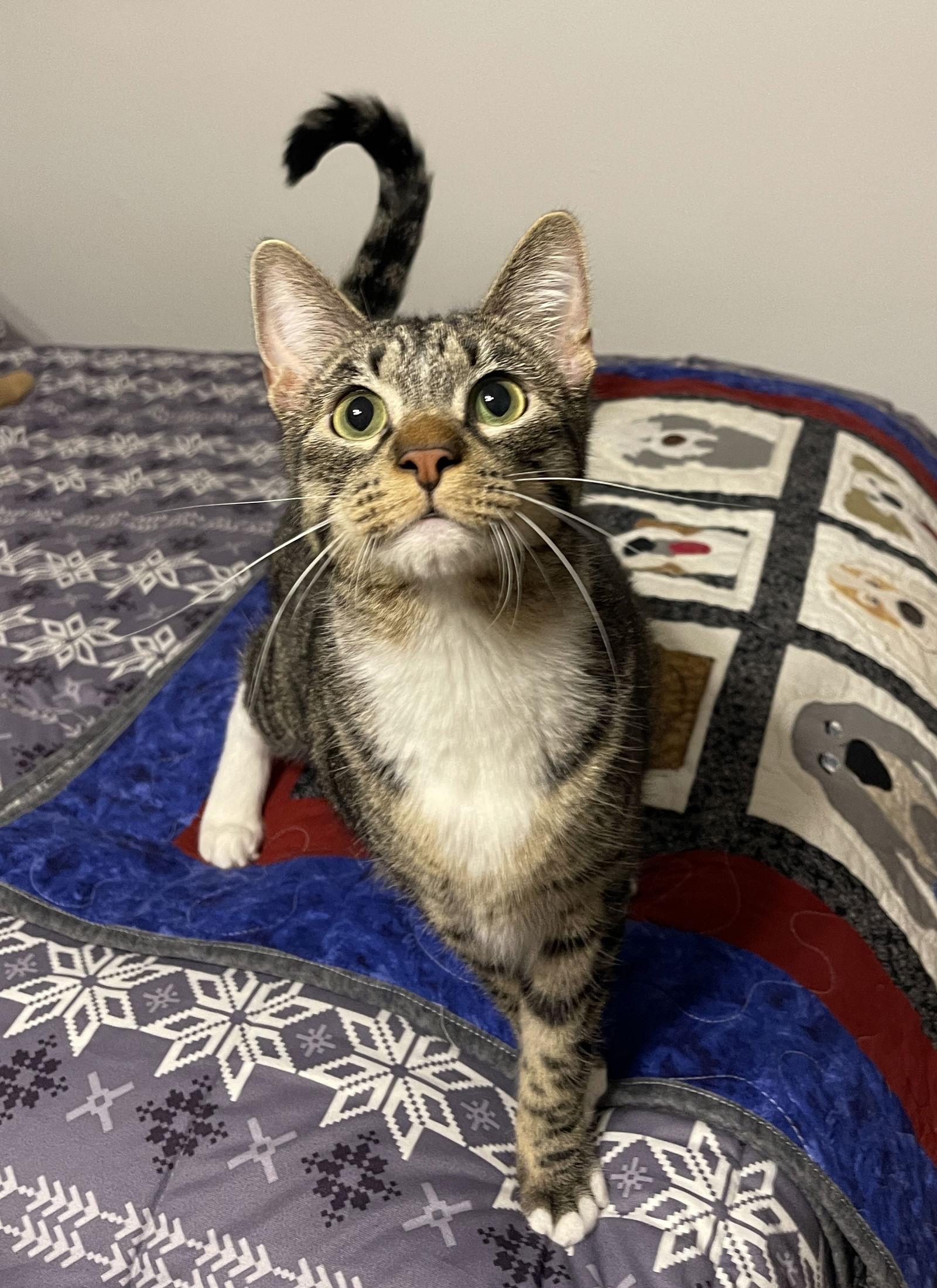 Enlarge Buttercup, a Adopted mixed breed in Mesquite, TX image 1/1