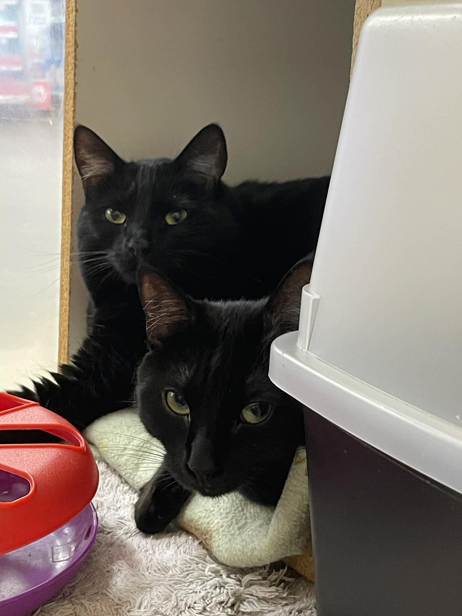 Enlarge JINX, a Adoptable mixed breed in Murrieta, CA image 2/3