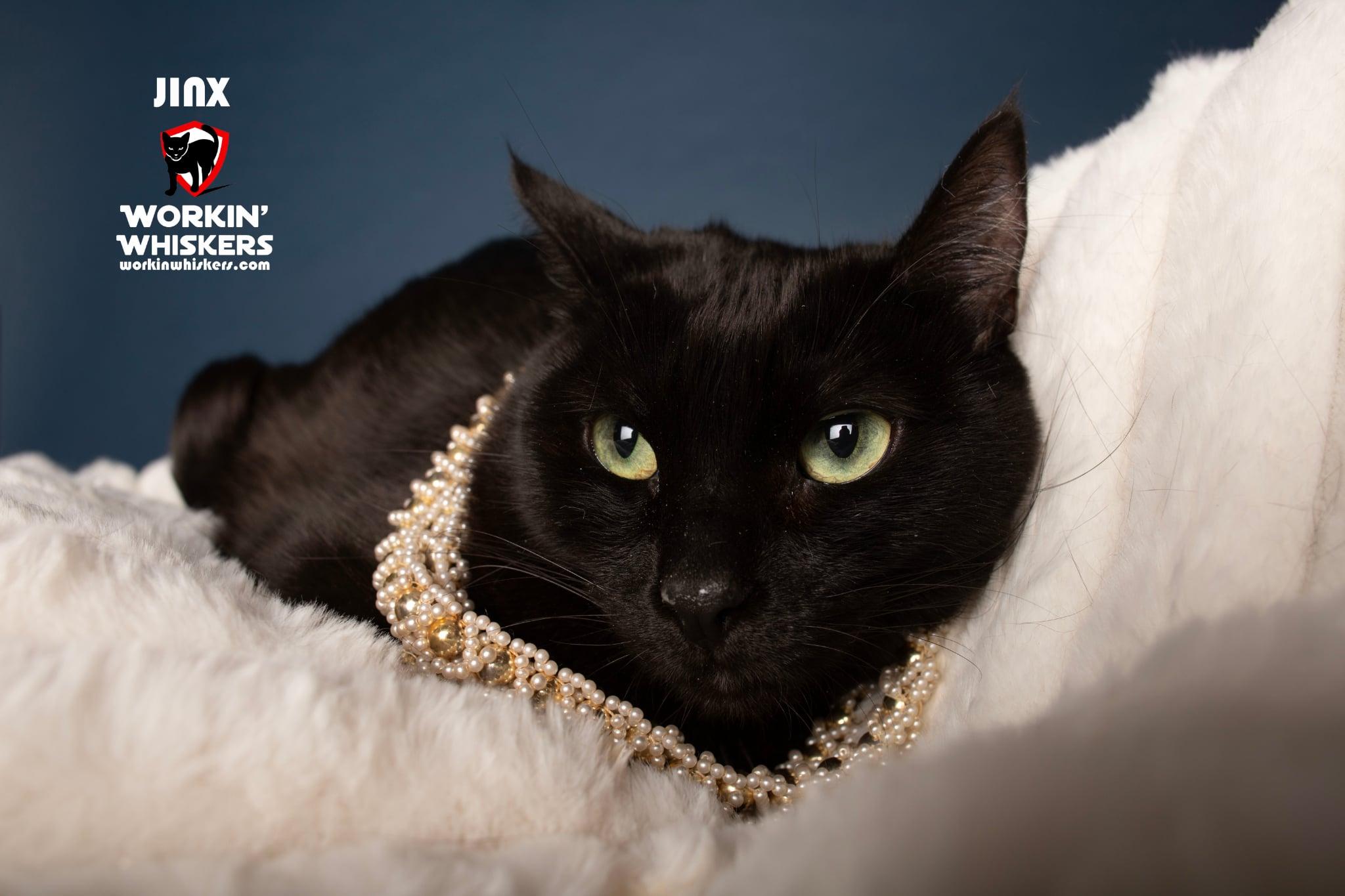 JINX, a Adoptable mixed breed in Murrieta, CA image 1/2