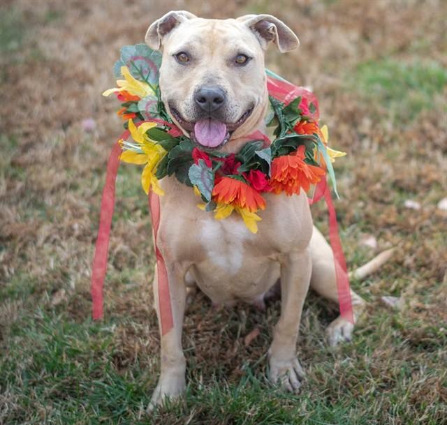 AIUKLI, Adoptable, Young Female American Staffordshire Terrier.