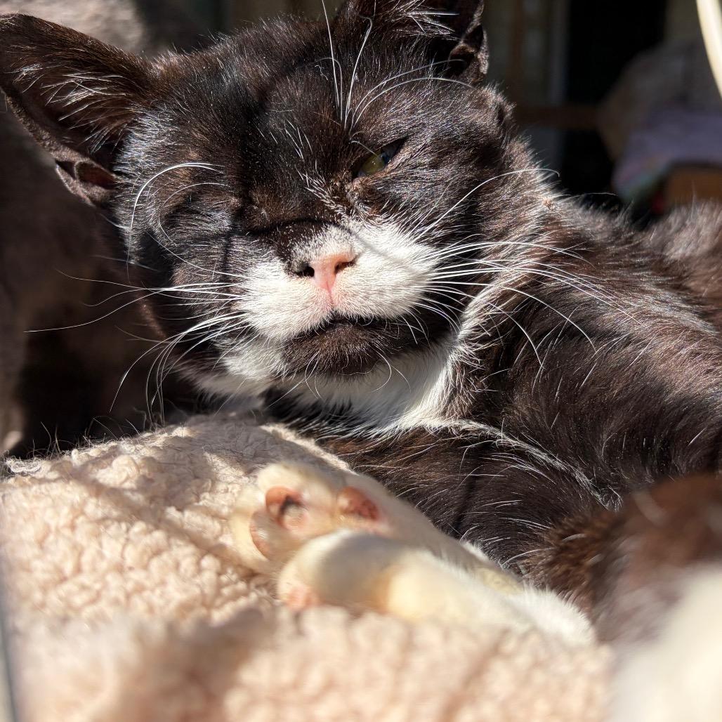 Enlarge Big Dawg (special needs), a Adoptable Domestic Short Hair in Parrish, AL image 1/3