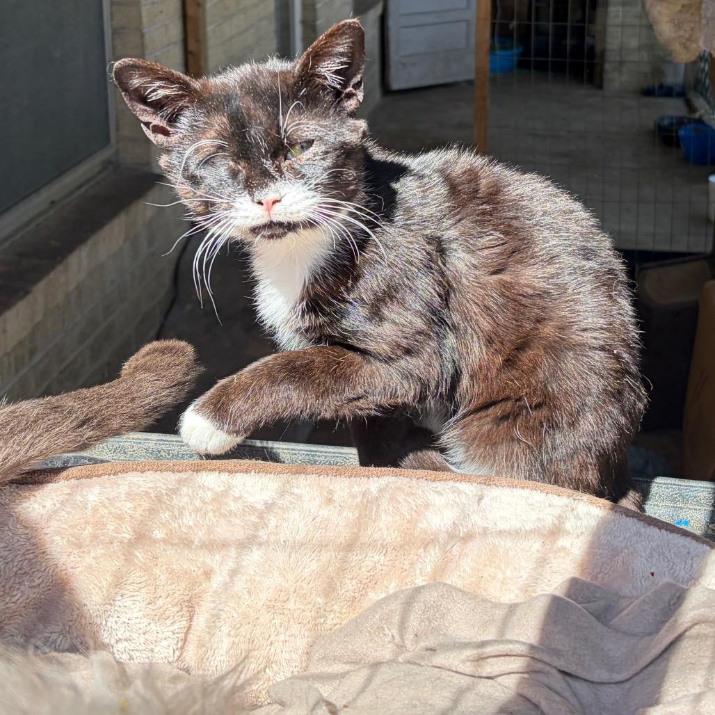 Enlarge Big Dawg (special needs), a Adoptable Domestic Short Hair in Parrish, AL image 2/3