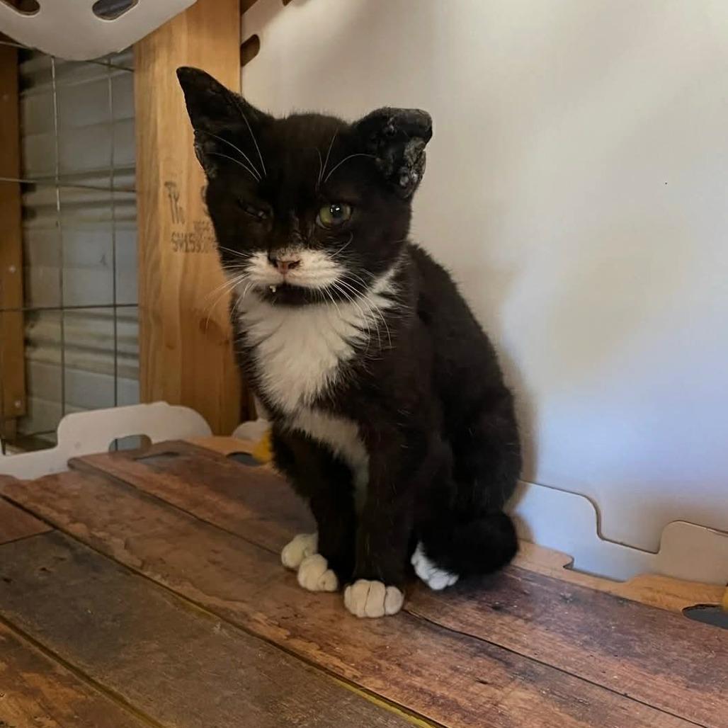 Enlarge Big Dawg (special needs), a Adoptable Domestic Short Hair in Parrish, AL image 3/3