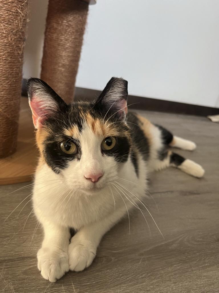 Enlarge Olive, a Adoptable Calico in Kettering, OH image 1/3