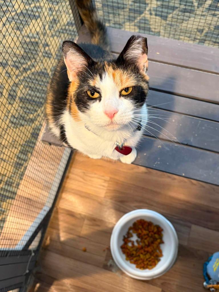 Olive, a Adoptable Calico in Kettering, OH image 3/3