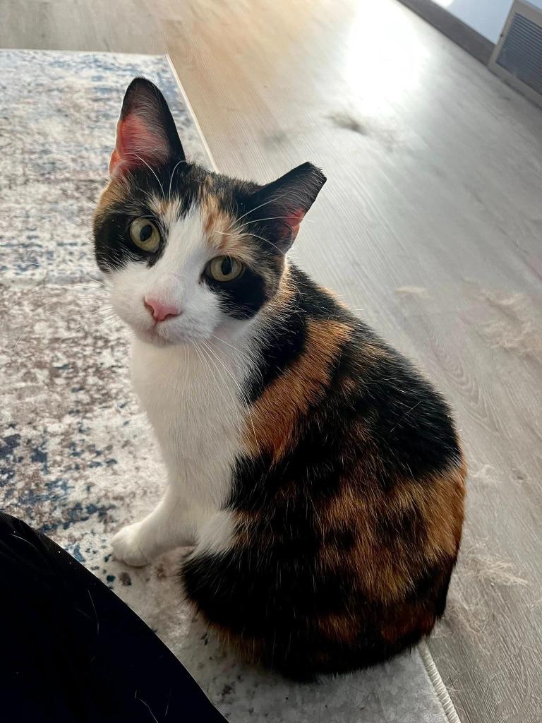 Enlarge Olive, a Adoptable Calico in Kettering, OH image 2/3