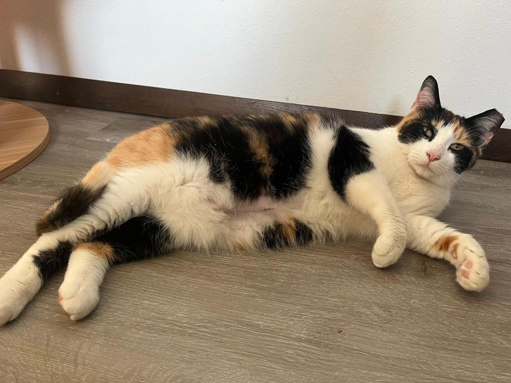 Enlarge Olive, a Adoptable Calico in Kettering, OH image 3/3