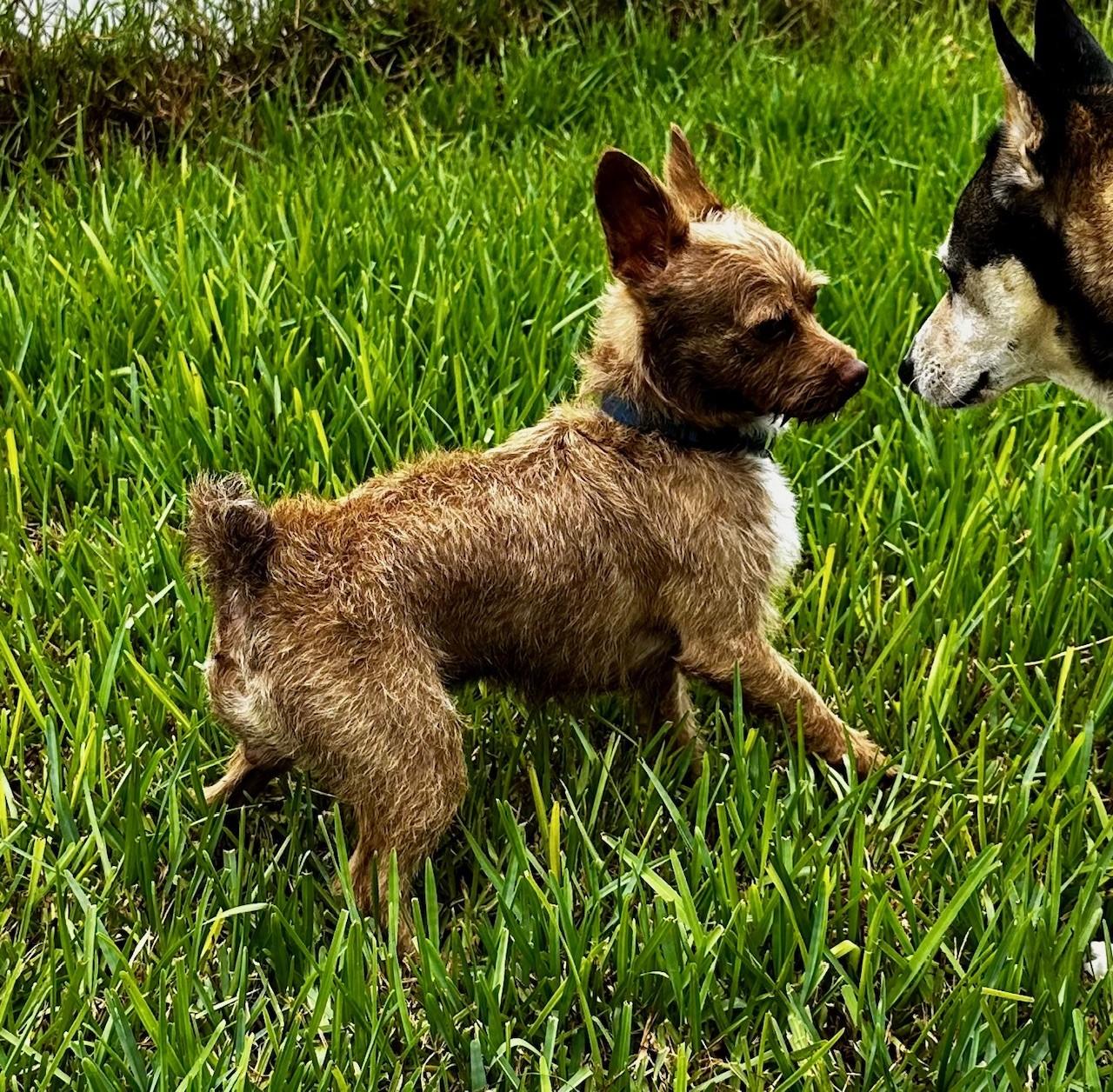 Twix, Adopted, Adult Male Boston Terrier & Miniature Poodle.