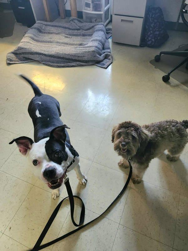 Lotto, Adoptable, Adult Female Pit Bull Terrier.