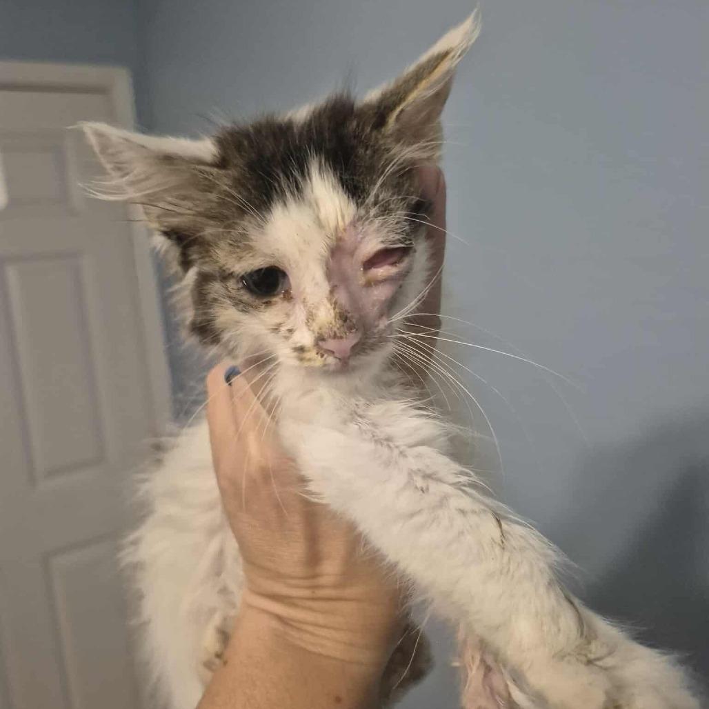 TJ, Adoptable, Young Male Domestic Short Hair.