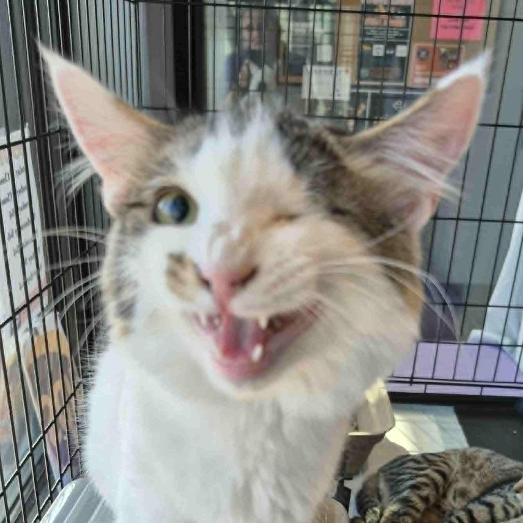 TJ, a Adoptable Domestic Short Hair in Jacksonville, OR image 2/6