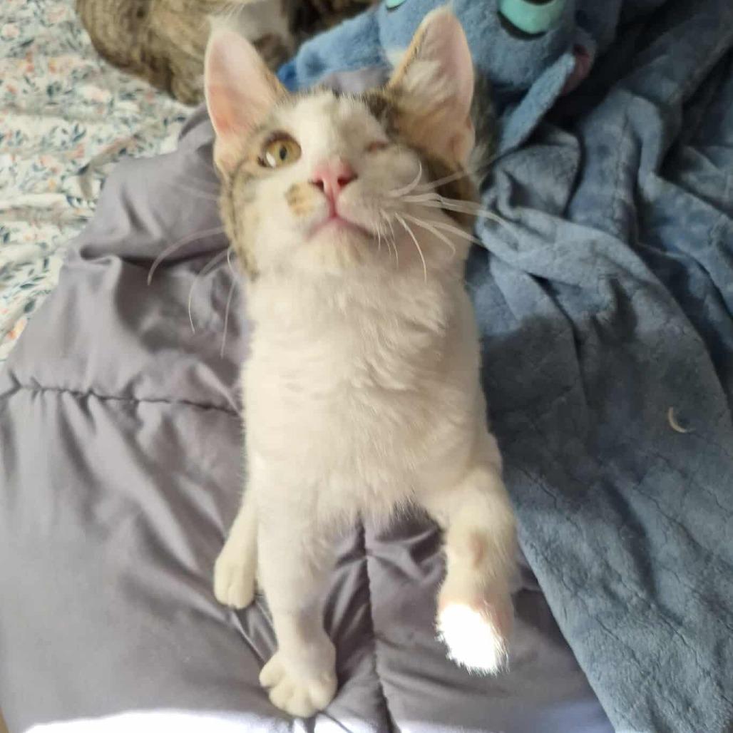 TJ, a Adoptable Domestic Short Hair in Jacksonville, OR image 3/6